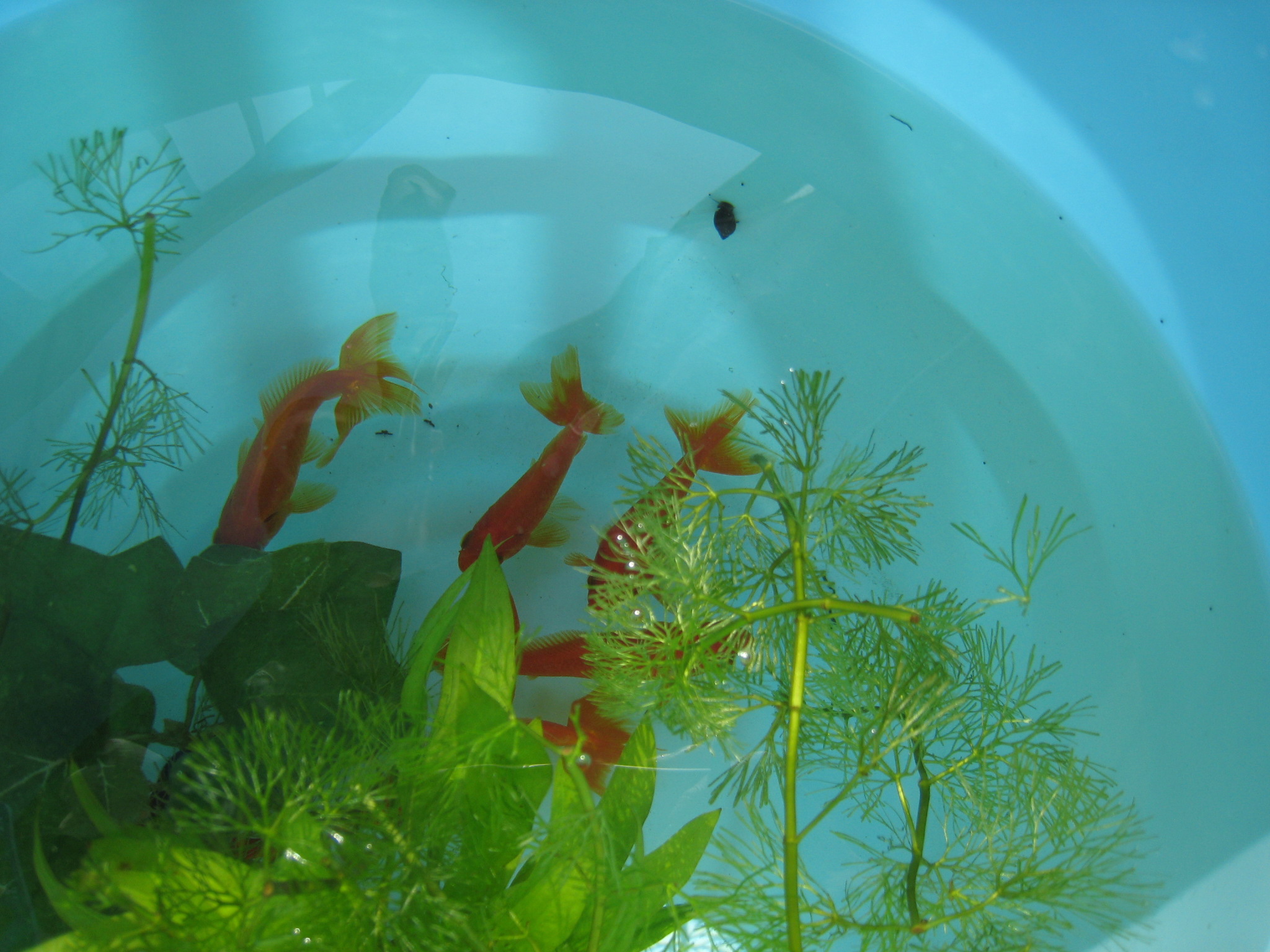 新しい仲間登場 りりのペット 金魚blog