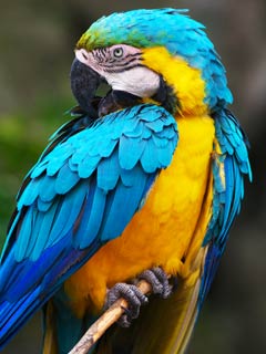 鳥の話 にっきにっきにｰ