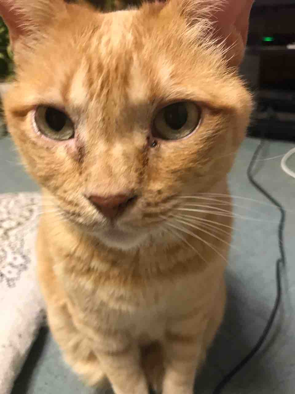 やすみん Bossのにっき