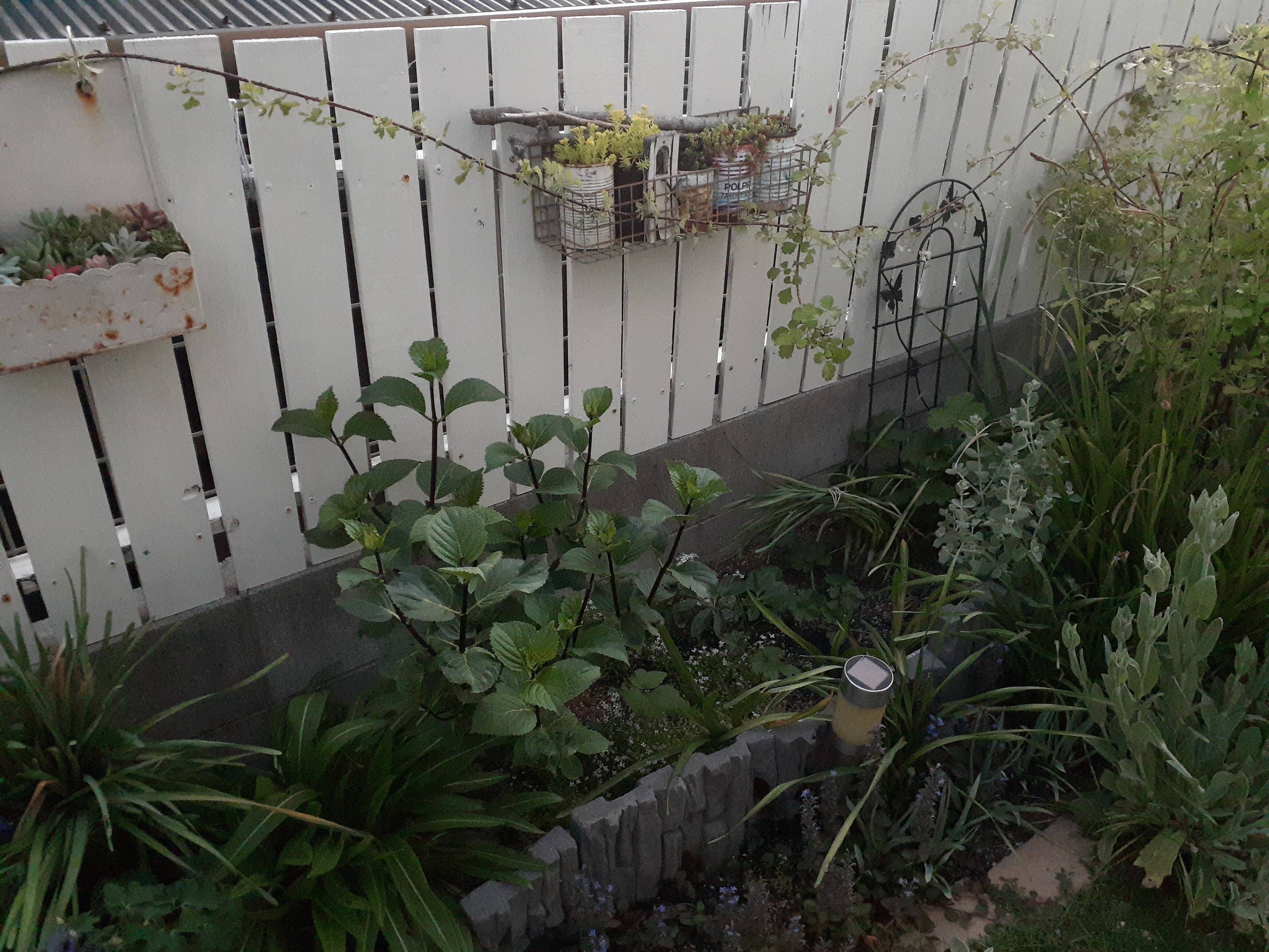 ラズベリーを板壁に誘引したこと 小さな庭の開拓者