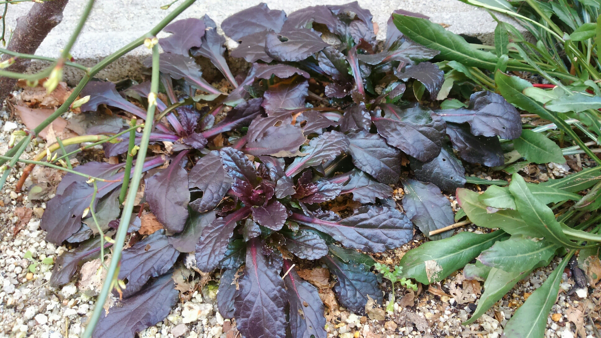 冬を銅葉で過ごす植物 小さな庭の開拓者