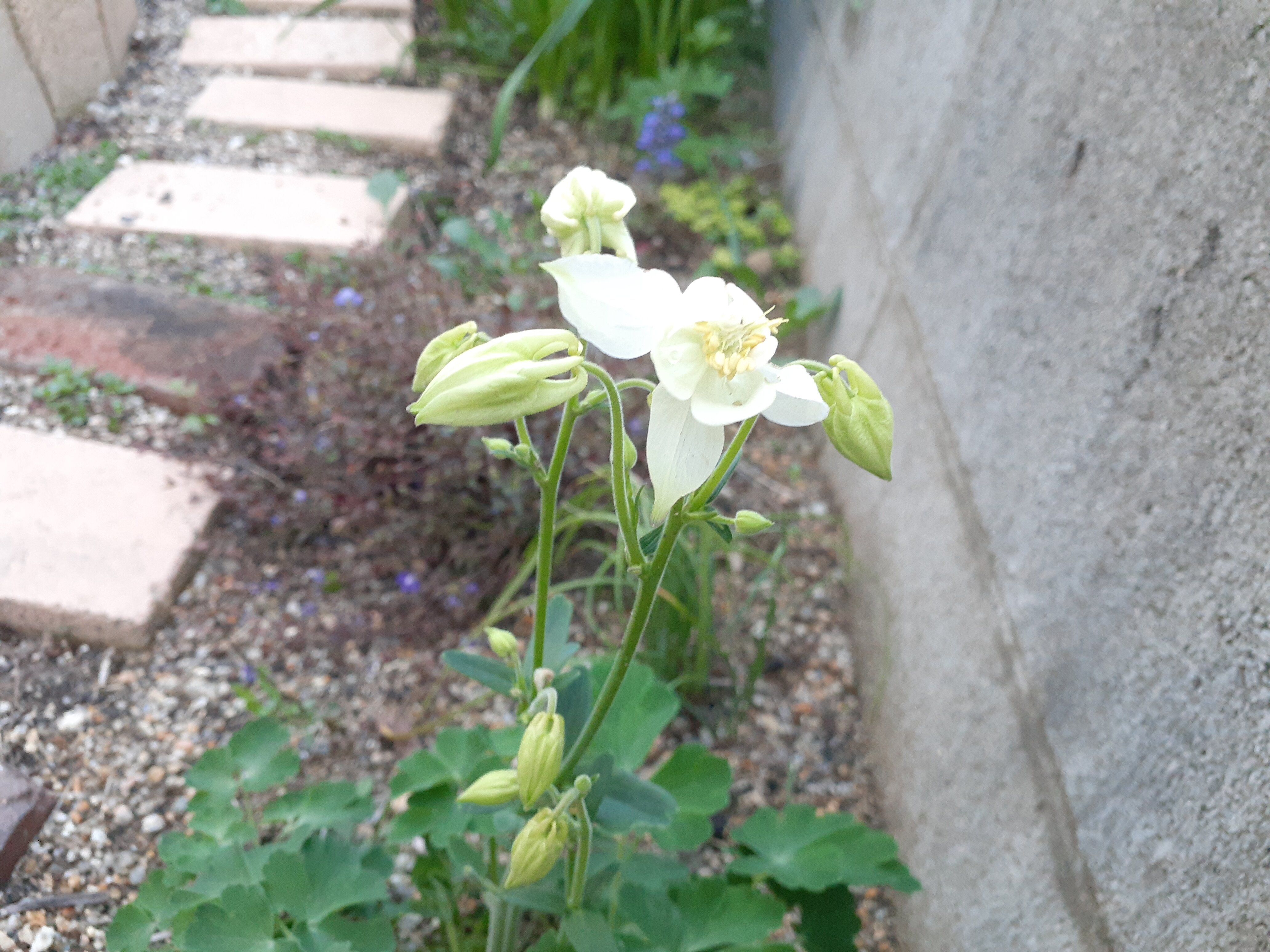 オダマキ チューリップ そしてカラーオブジュピターの開花 小さな庭の開拓者