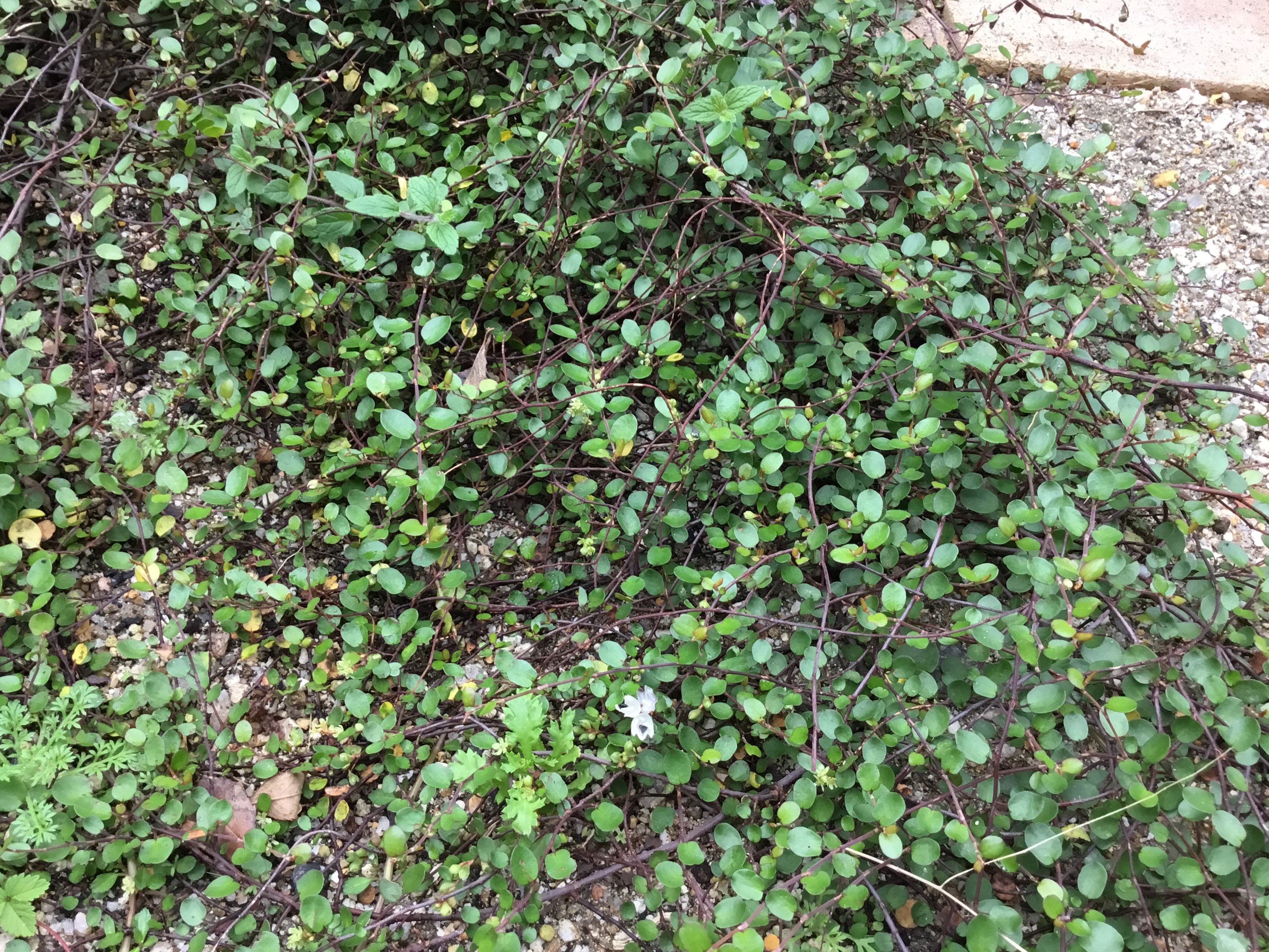 ワイヤープランツの花って咲くんだ 小さな庭の開拓者