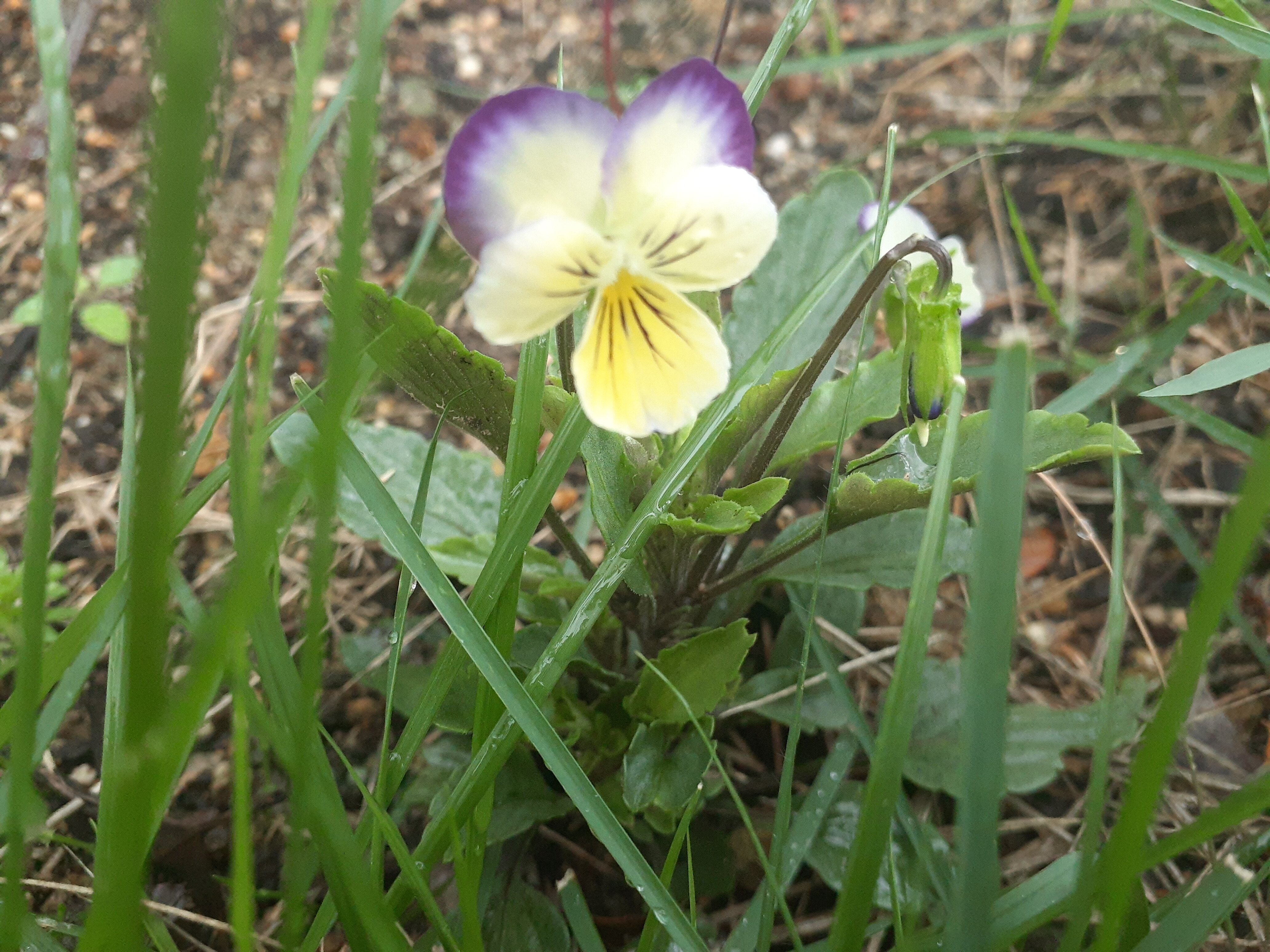 この時期のビオラと金柑の花が咲いたこと 小さな庭の開拓者