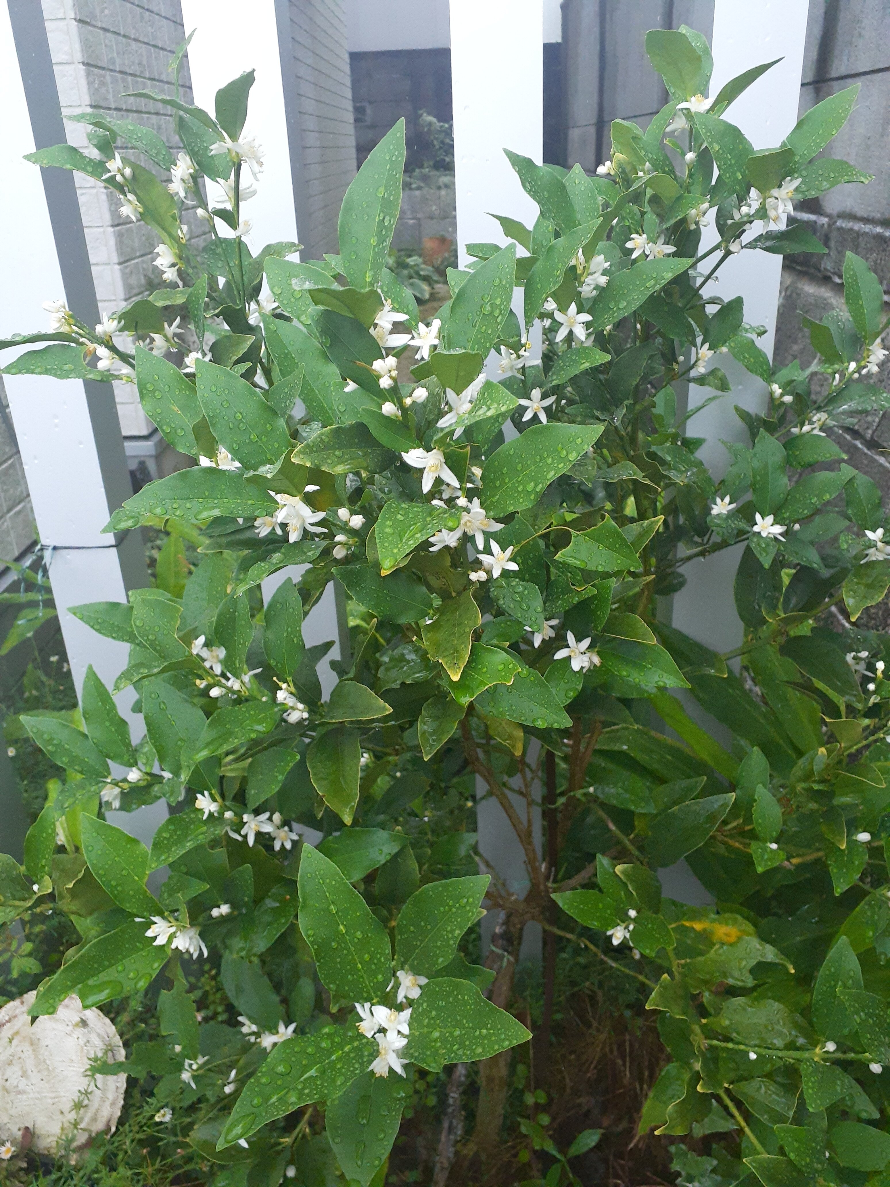 この時期のビオラと金柑の花が咲いたこと 小さな庭の開拓者