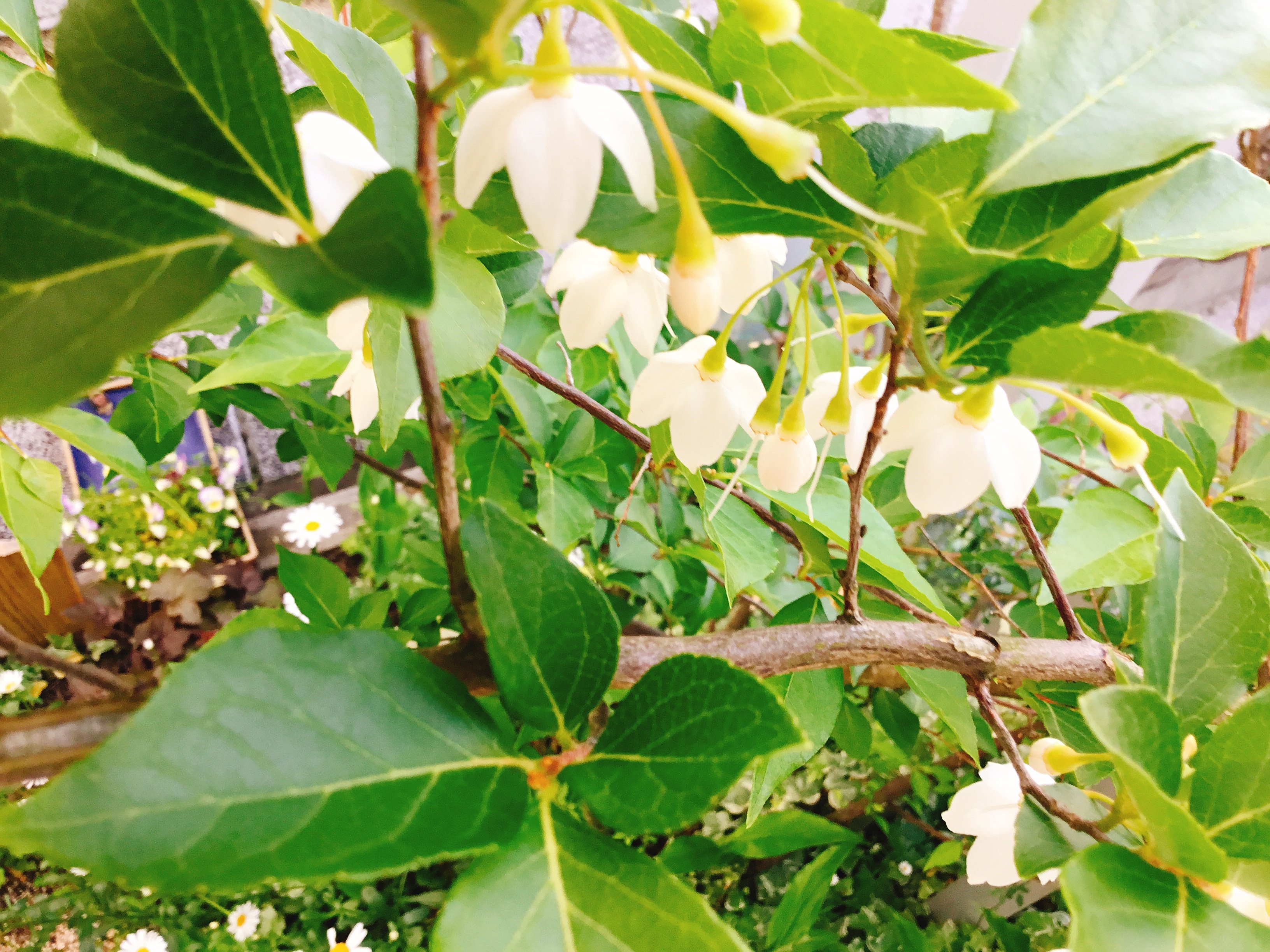 エゴノキの花と 白い花のこと 小さな庭の開拓者 エゴノキの花と 白い花のこと 小さな庭の開拓者