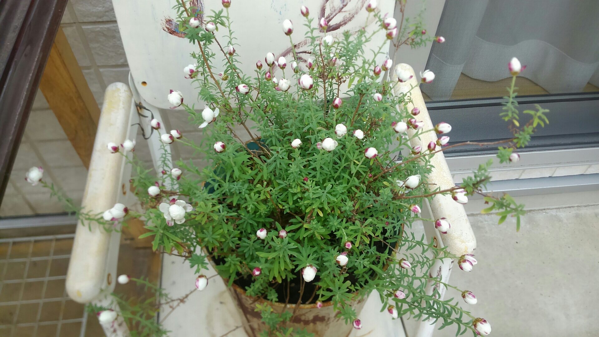 近くまで春が来てますね 花かんざしが咲く 小さな庭の開拓者