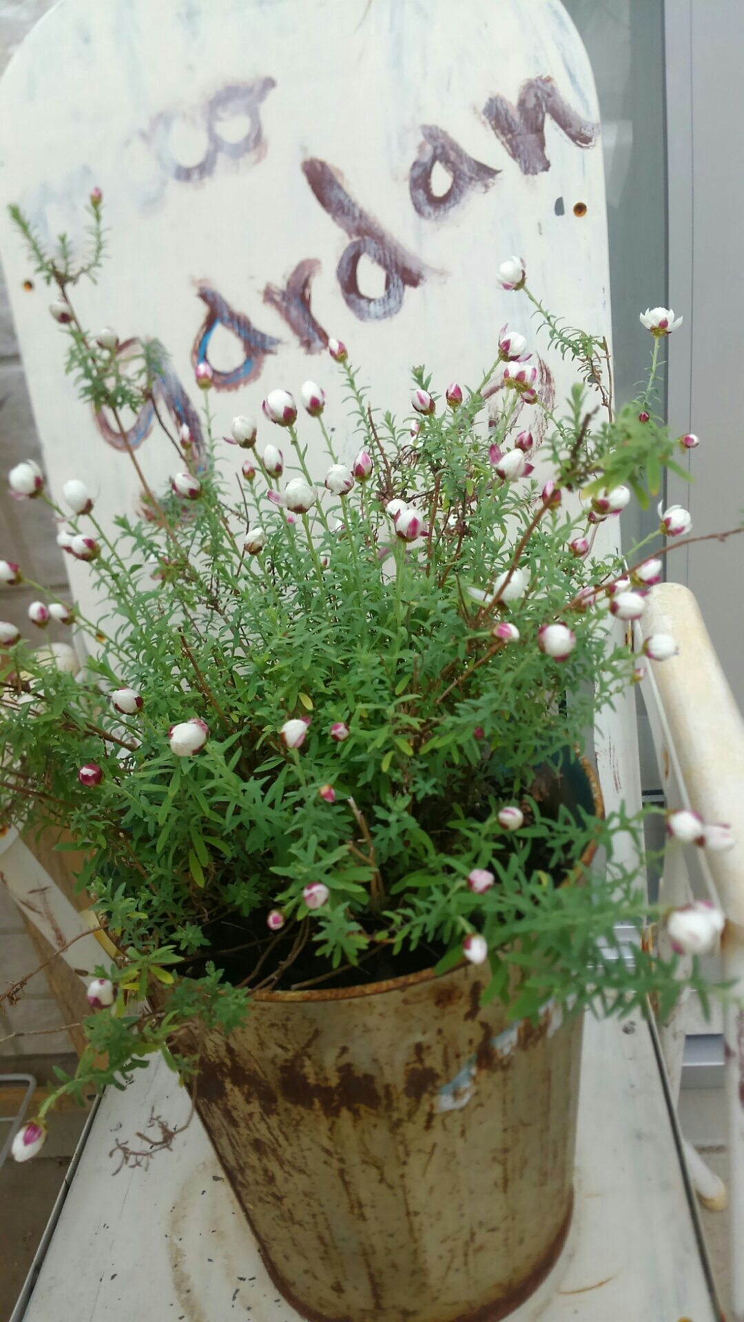 レディースファッション 桜瑪瑙 花おとめ 花かんざし シックなグレー色のトガリ一輪の花かんざし ｈｋ ０１６ 6ud2bhfjcc Www Sakphotography Com