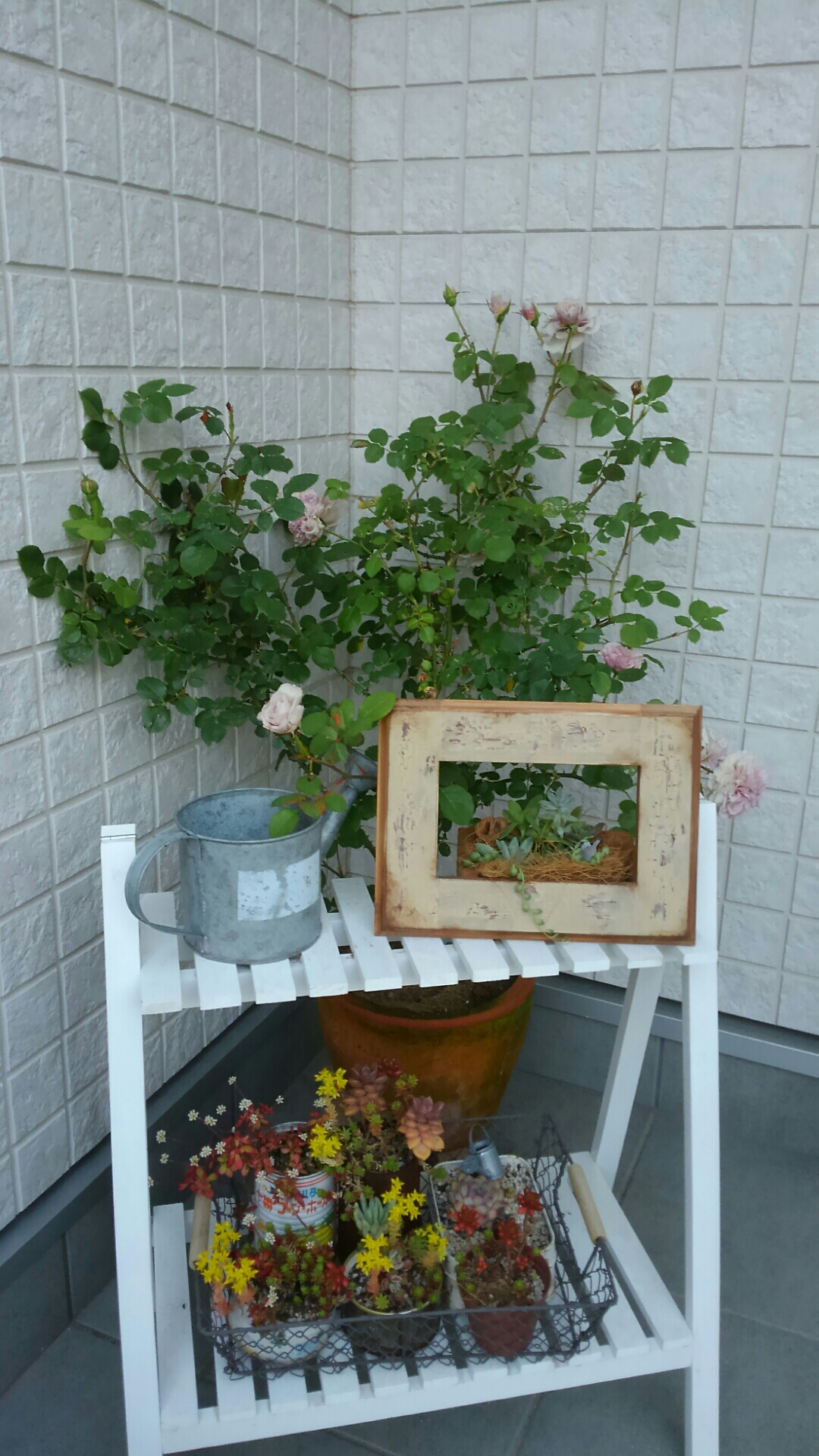 玄関前に多肉のコーナー カラーオブジュピターの花とコラボ 小さな庭の開拓者 玄関前に多肉のコーナー カラーオブジュピターの花とコラボ 小さな庭の開拓者