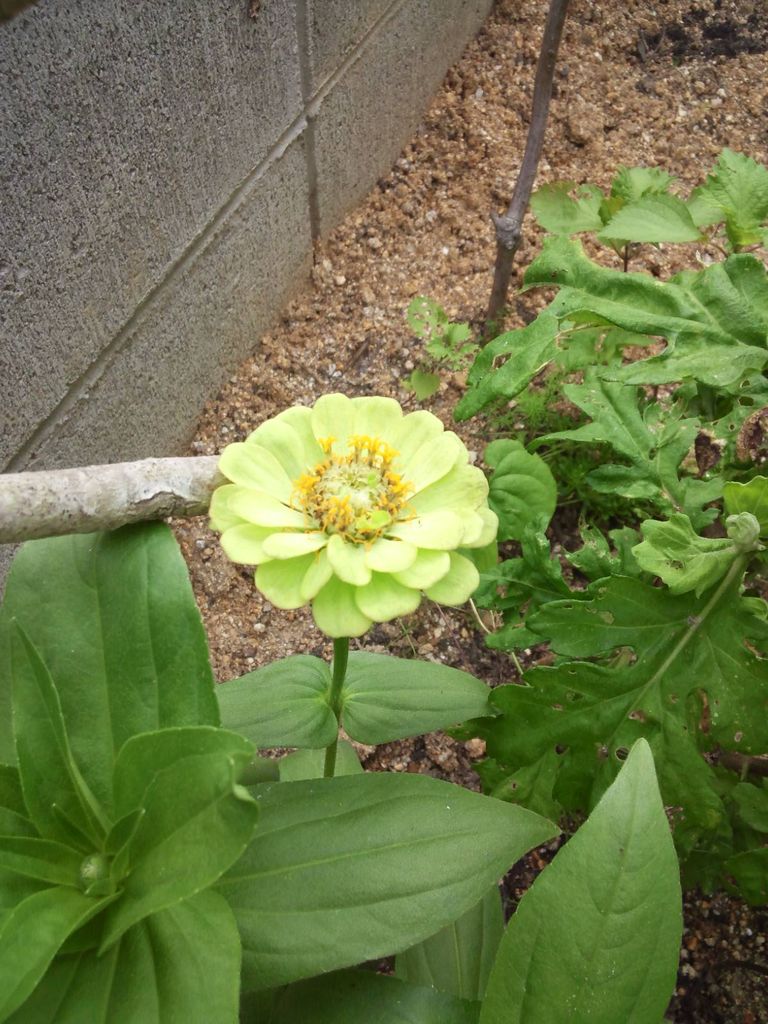 夏の花少しだけ買って来たのだけど 名前が 小さな庭の開拓者 夏の花少しだけ買って来たのだけど 名前が 小さな庭の開拓者