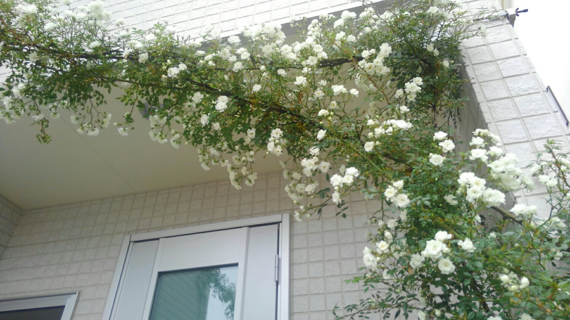 クレアオースチン 小さな庭の開拓者