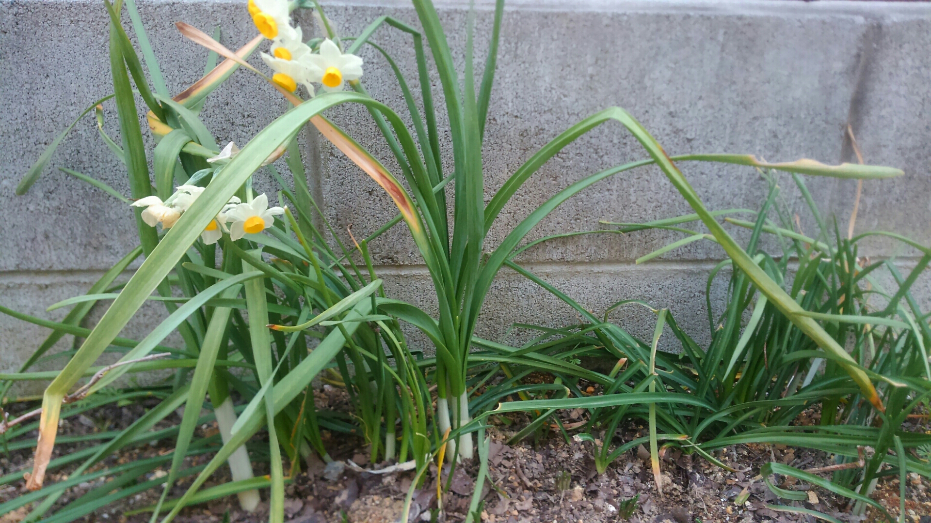 植えた事さえ記憶にない 小さな庭の開拓者 植えた事さえ記憶にない 小さな庭の開拓者