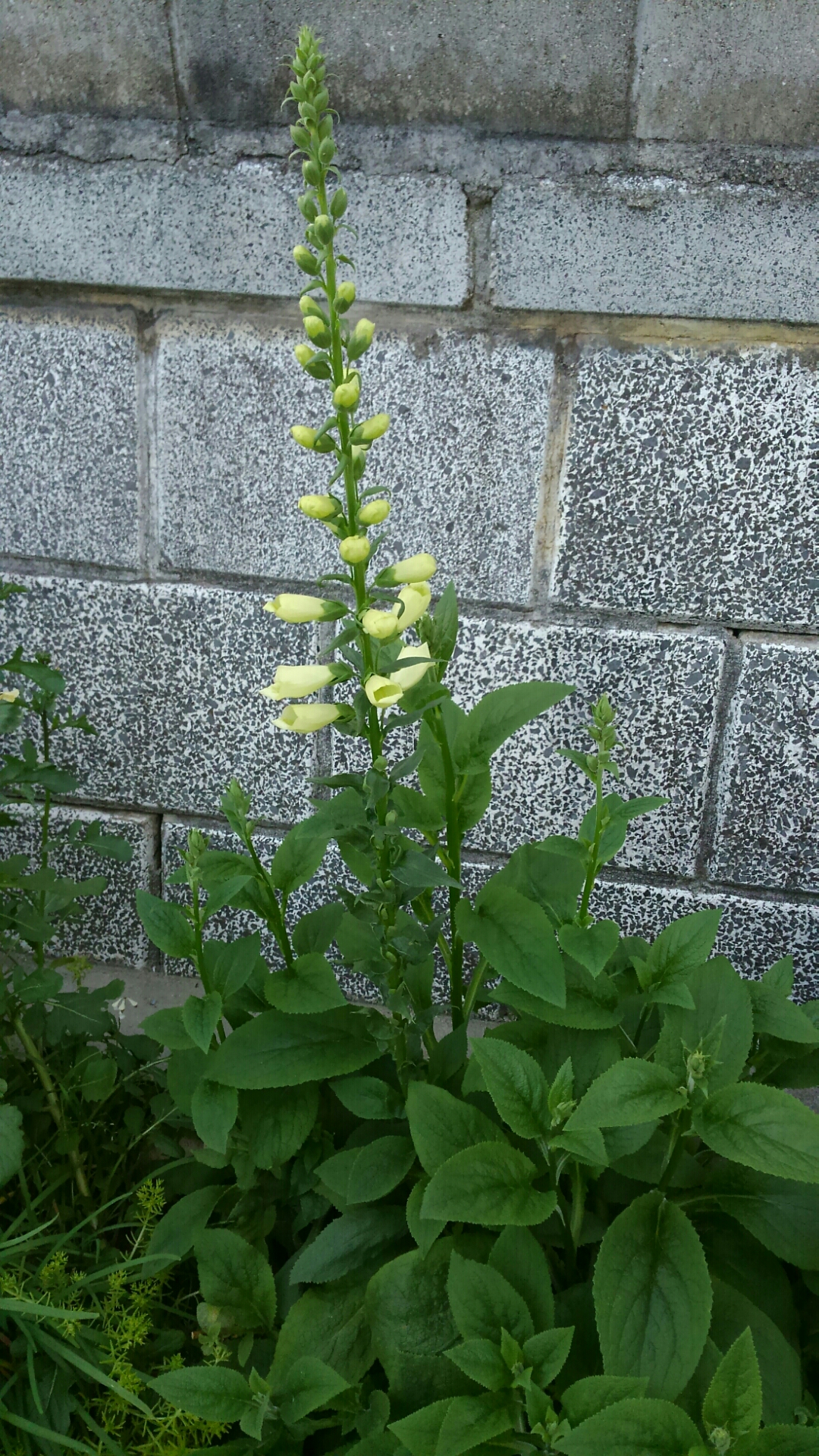 ジキタリス キャメロットホワイト開花 小さな庭の開拓者