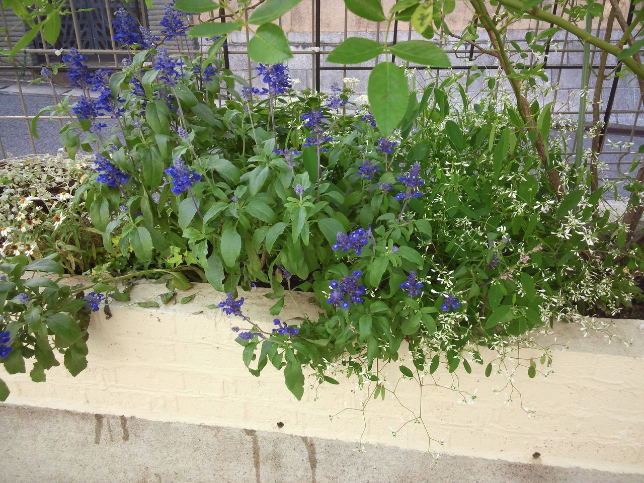 サマースノーと下草 西の花壇の改造に着手 小さな庭の開拓者