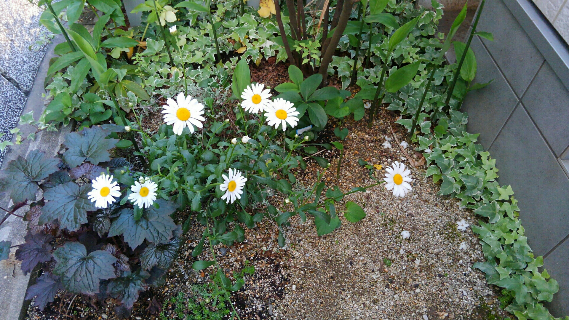 エゴの木の下のシャスターデージーが咲く 小さな庭の開拓者