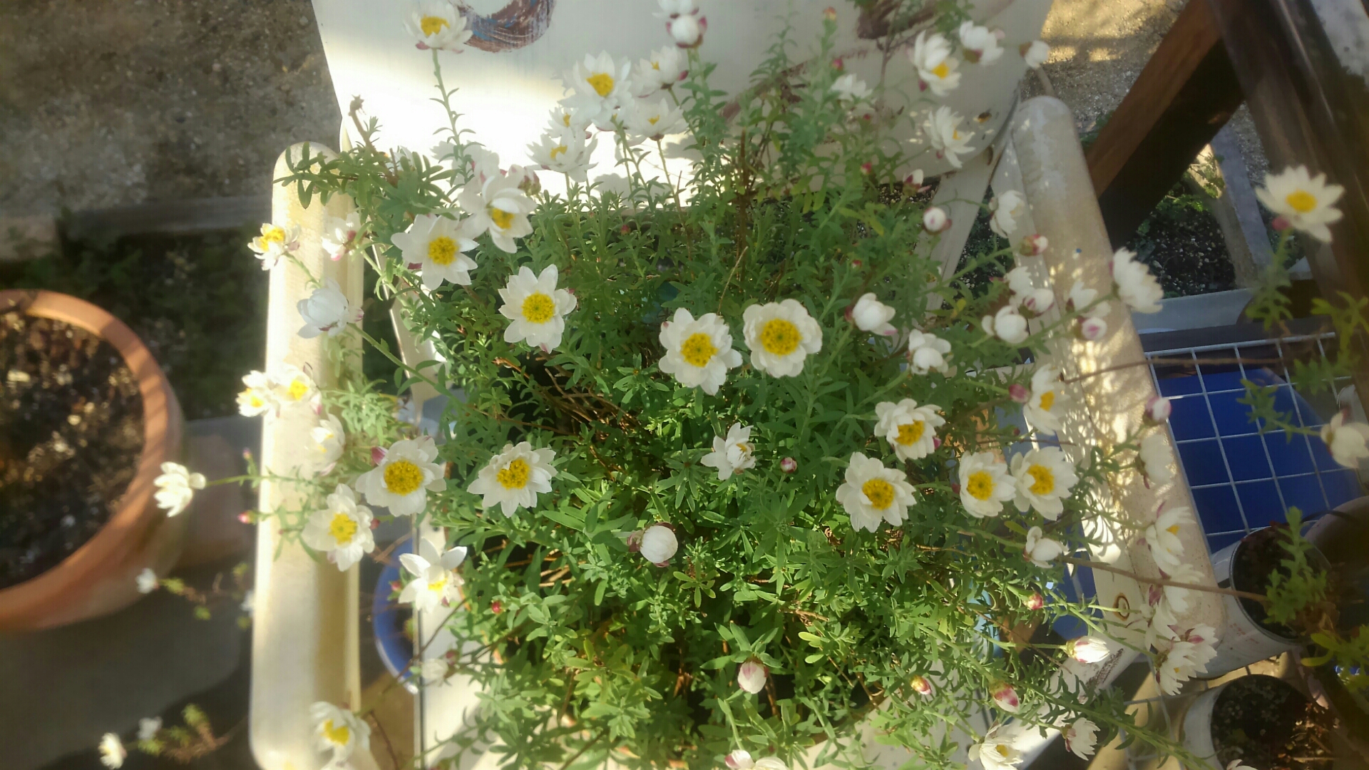 春ですね 水仙みのう忘れな草が咲いた 小さな庭の開拓者