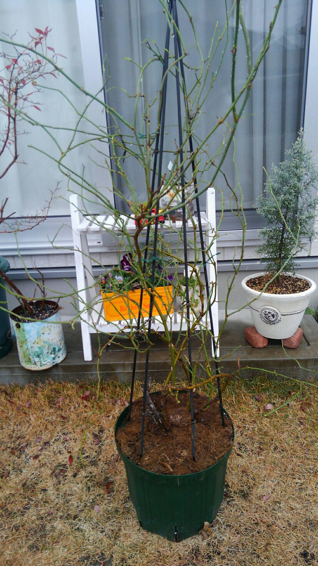 バラの植え替え 過去の植え替えの失敗について振り返り 小さな庭の開拓者