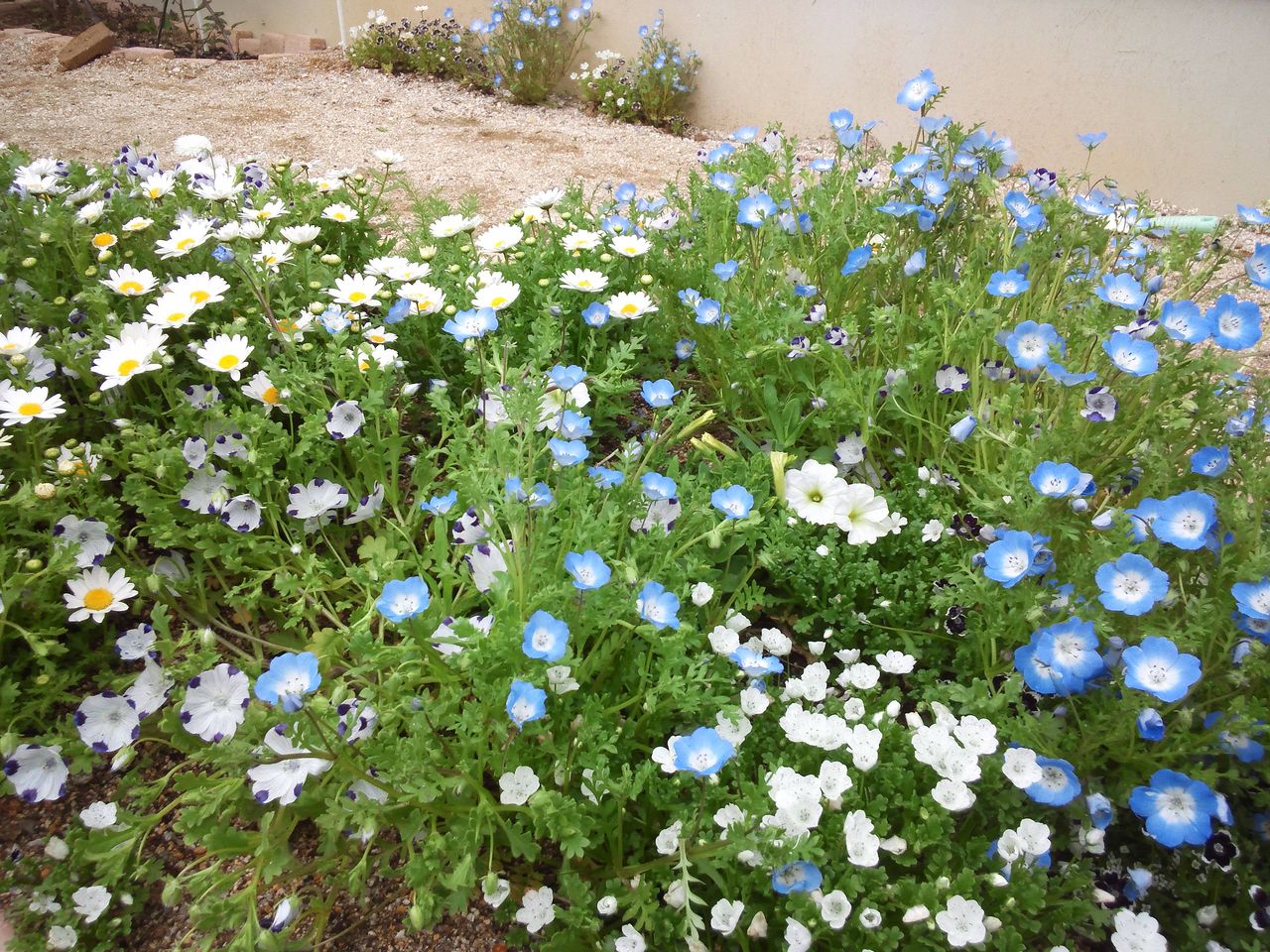 予定通りの庭になってきた 小さな庭の開拓者 予定通りの庭になってきた 小さな庭の開拓者