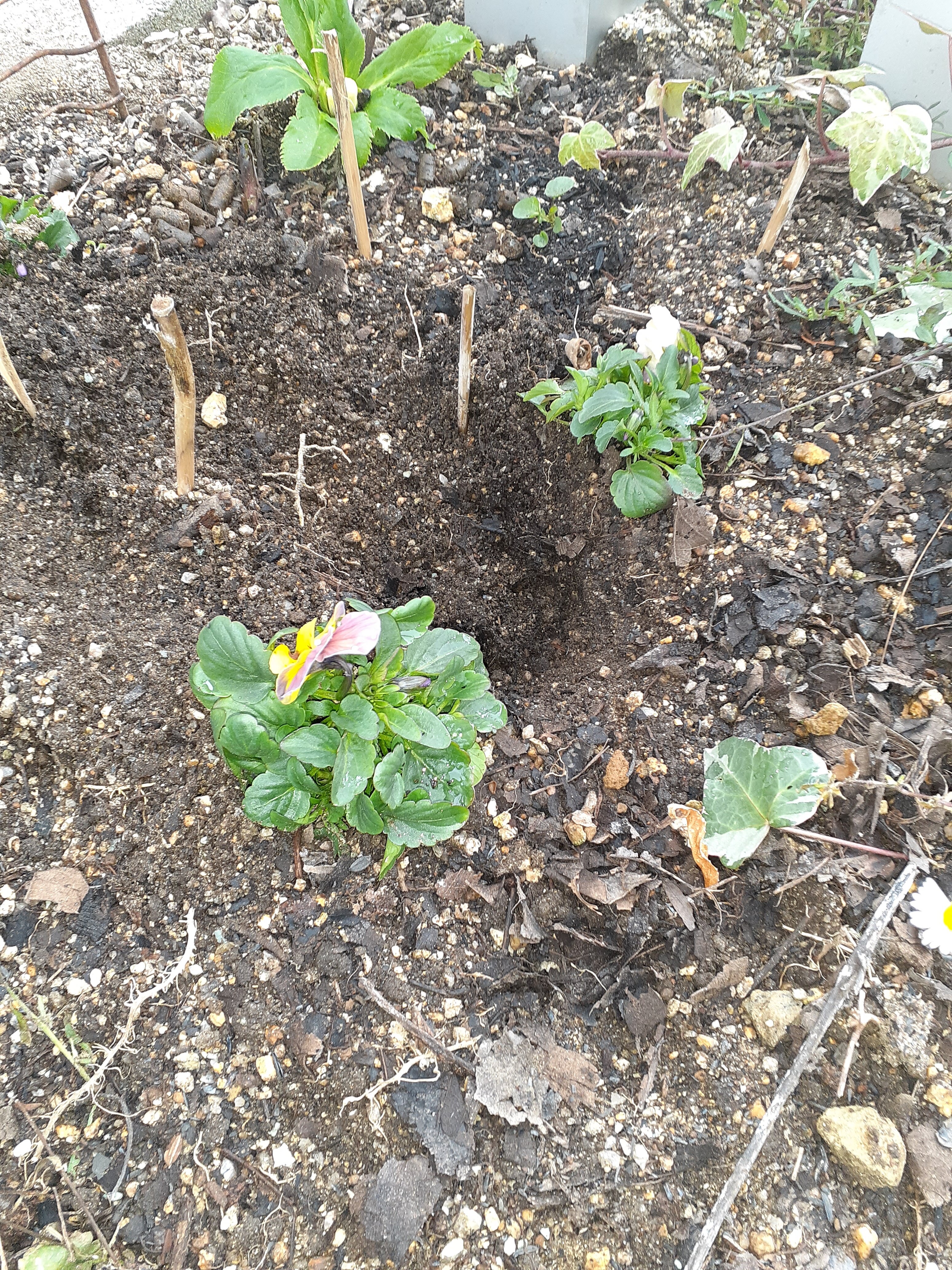 穴を掘る謎の動物は 小さな庭の開拓者