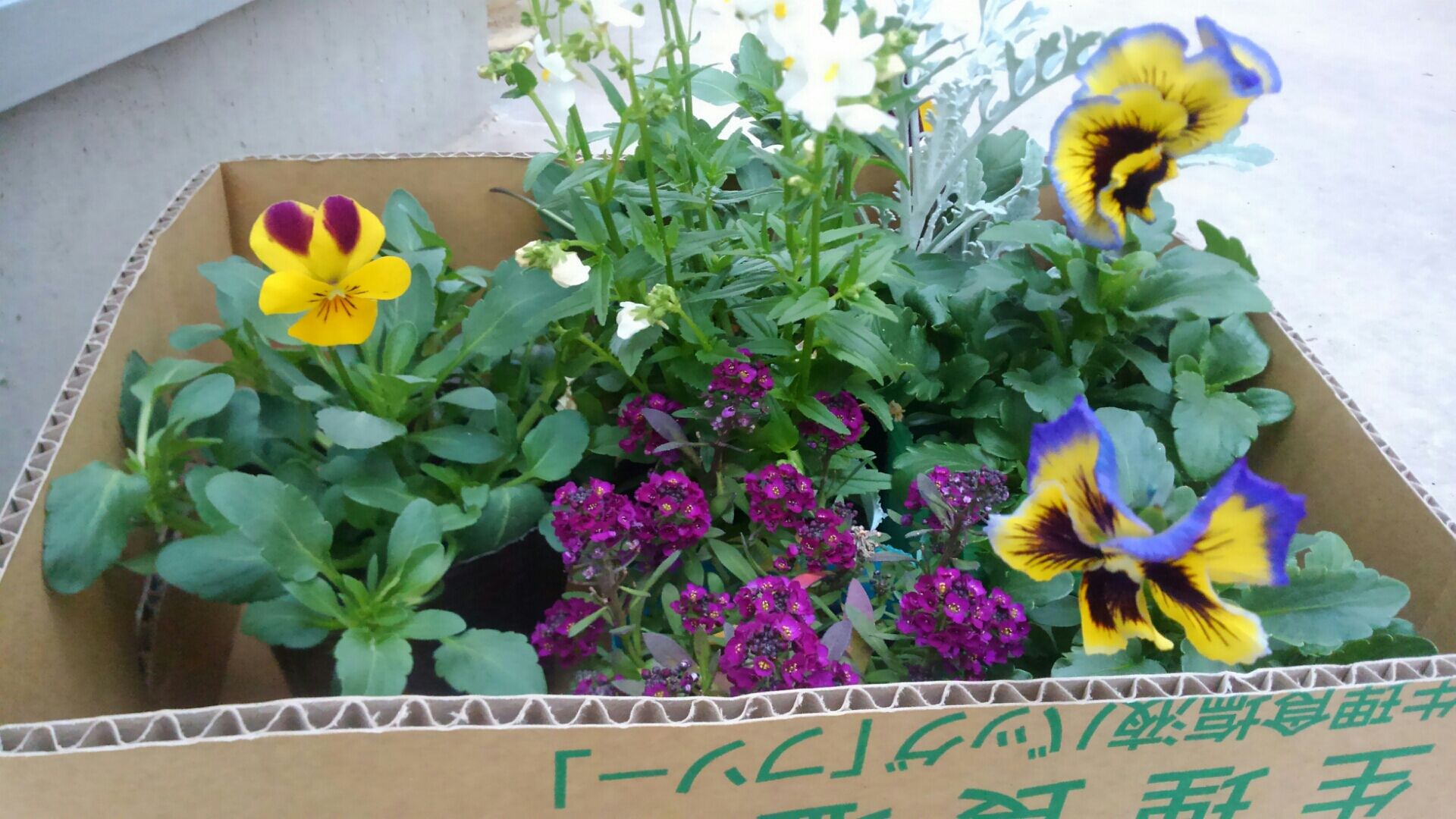 パンジーたちで寄せ植えを作る 小さな庭の開拓者 パンジーたちで寄せ植えを作る 小さな庭の開拓者