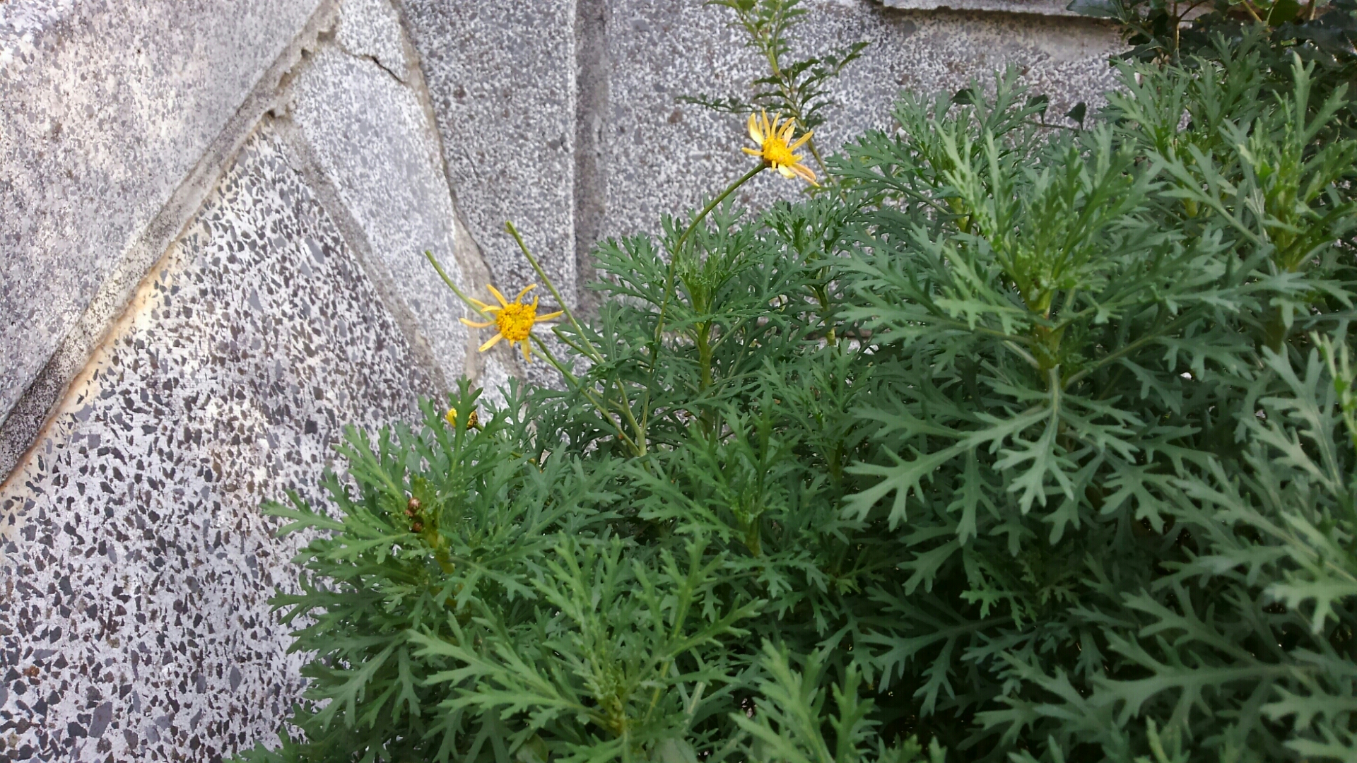 スプリングマーガレットとディスキディアの冬越し 途中経過 小さな庭の開拓者