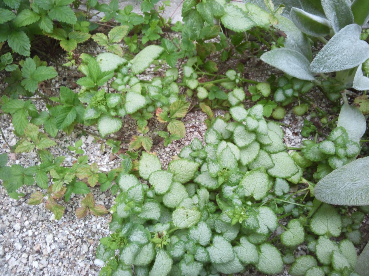 絡み合うラムズイヤー ラミウム ワイルドベリー と 挿し芽 小さな庭の開拓者 絡み合うラムズイヤー ラミウム ワイルドベリー と 挿し芽 小さな庭の開拓者