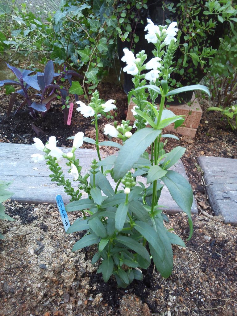 白い花の咲く宿根草とポイントの葉っぱ 植えた物の紹介 小さな庭の開拓者 白い花の咲く宿根草とポイントの葉っぱ 植えた物の紹介 小さな庭の開拓者