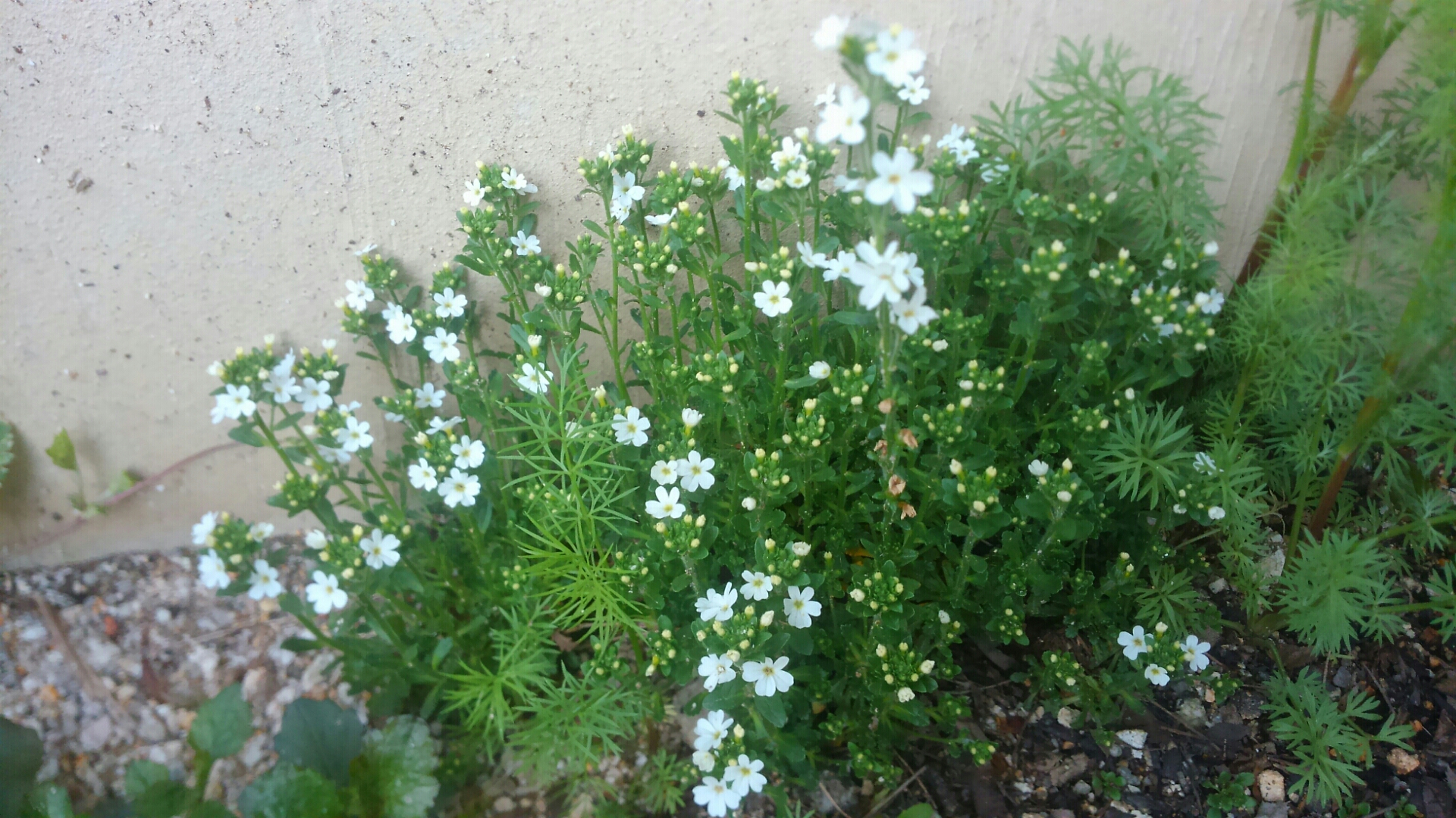 白い小花の岩唐草 小さな庭の開拓者