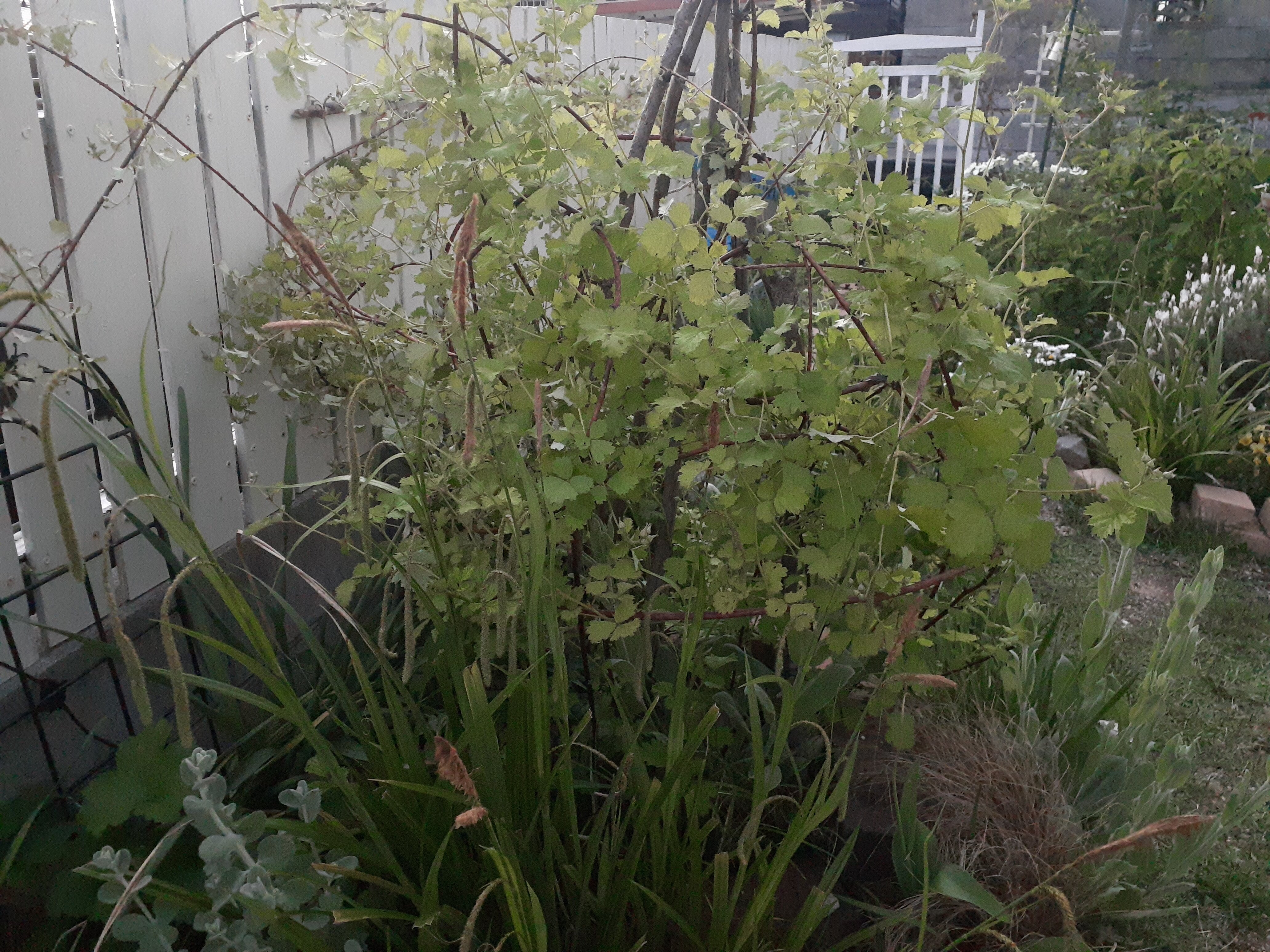 ラズベリーを板壁に誘引したこと 小さな庭の開拓者