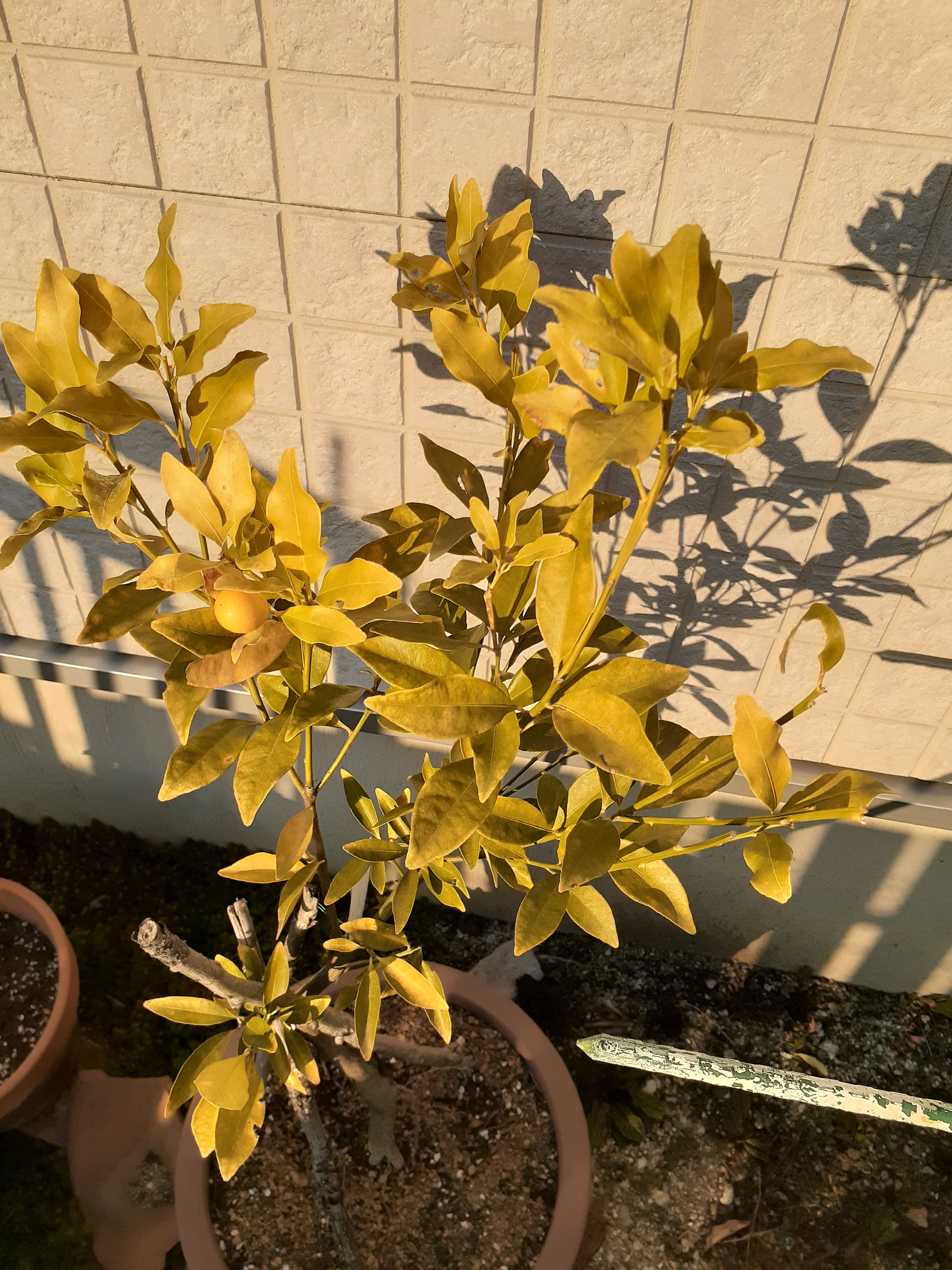 金柑が枯れそう 枯れてる 食べてみた 小さな庭の開拓者