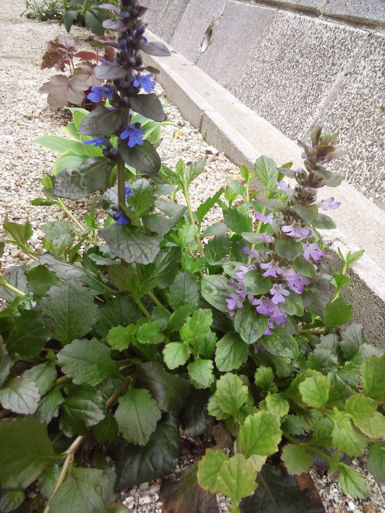 アジュガの花の色のことで 小さな庭の開拓者