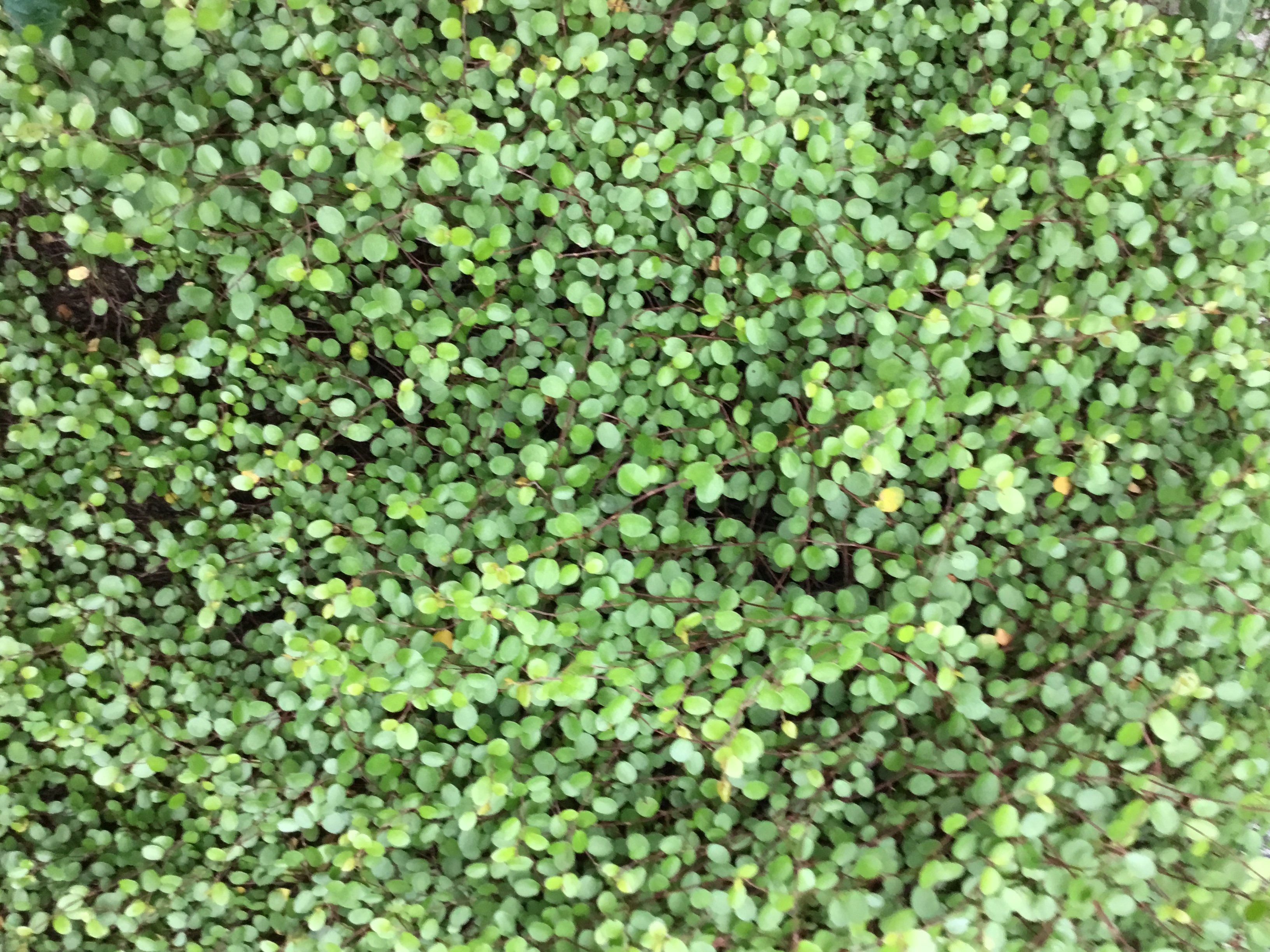 ワイヤープランツの花って咲くんだ 小さな庭の開拓者