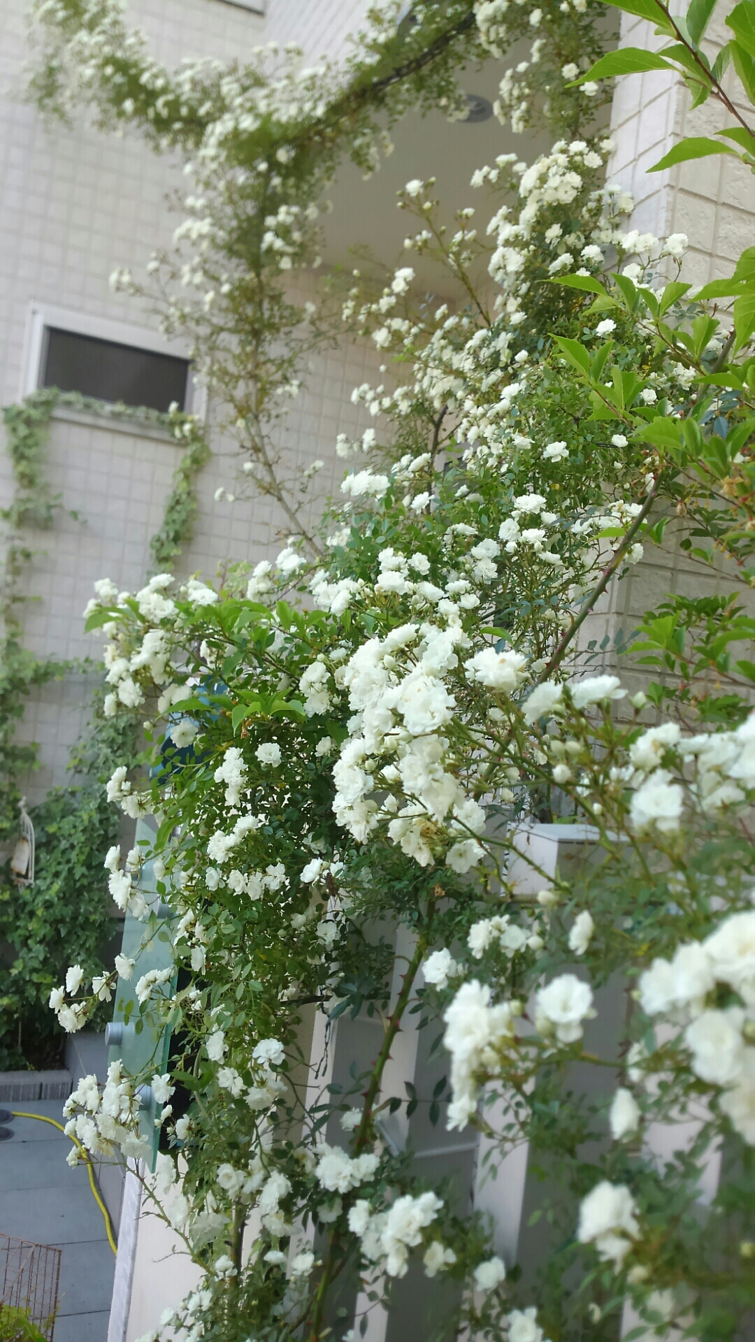 満開のユキアカリ クレアオースチンが咲いた 小さな庭の開拓者