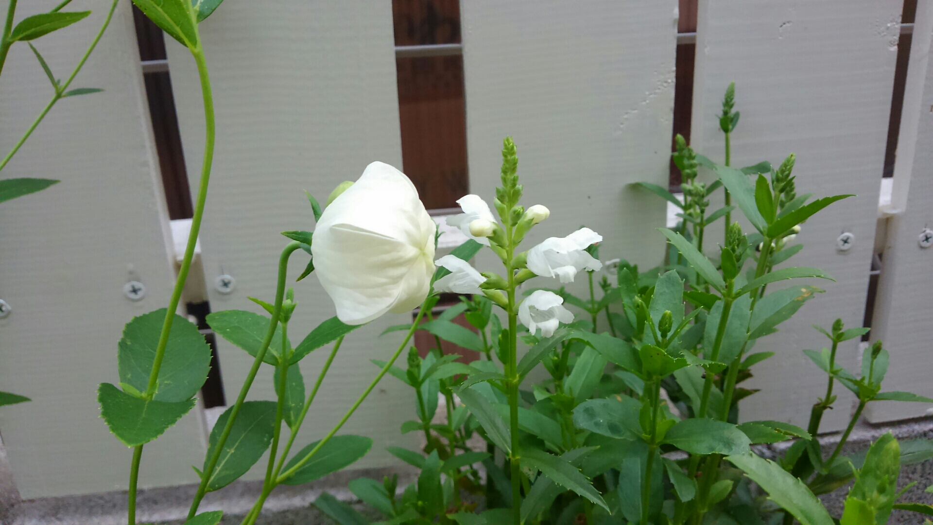初夏に咲く白い花 桔梗 エキナセナ ハナトラノオ 小さな庭の開拓者