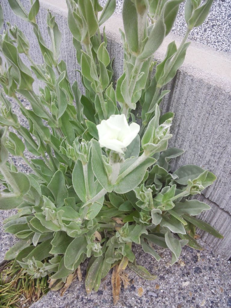 リクニス 窓が山の登山 小さな庭の開拓者 リクニス 窓が山の登山 小さな庭の開拓者