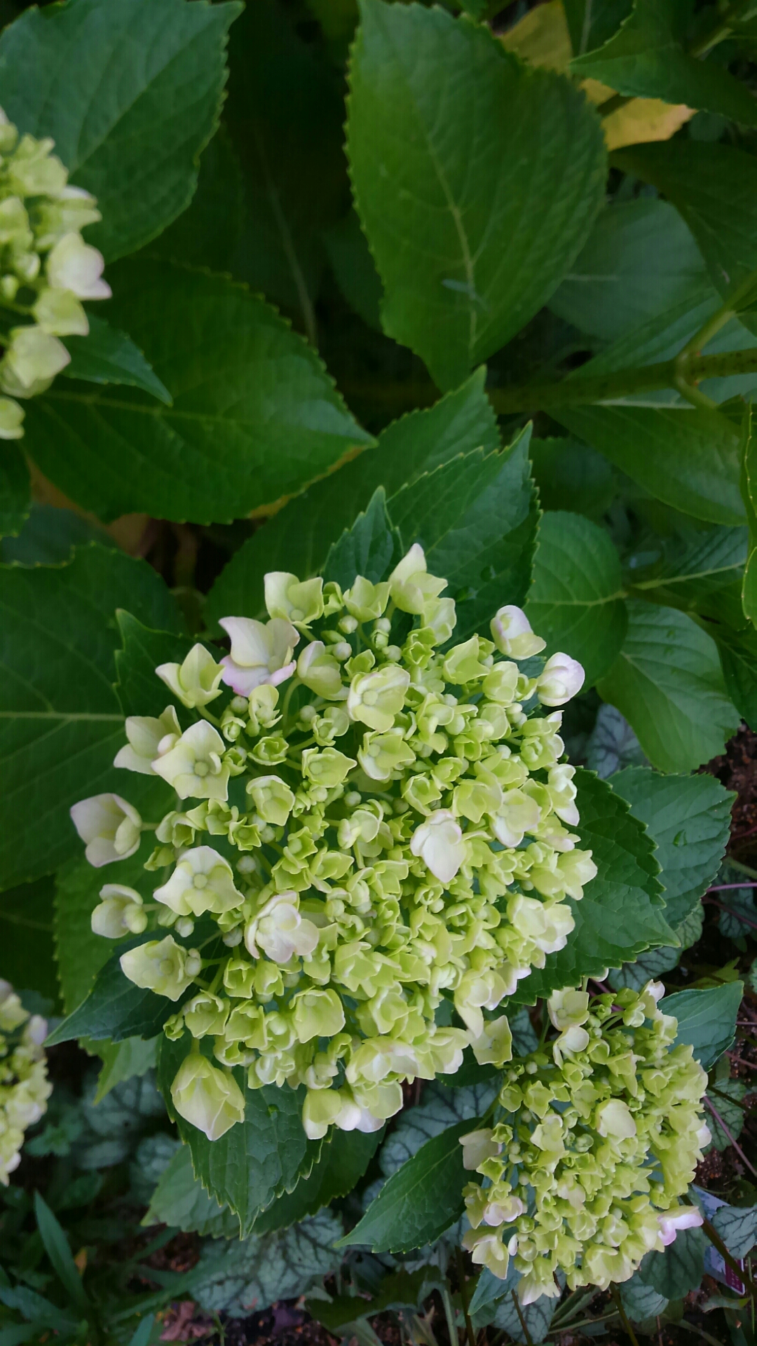 クッションモスにチャレンジ 小さな庭の開拓者 クッションモスにチャレンジ 小さな庭の開拓者