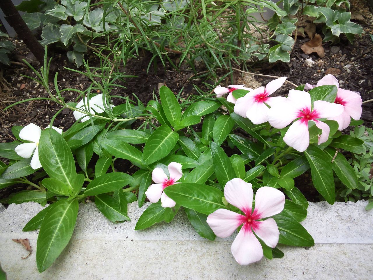 水に浮かぶ花は なんとも涼しげで 小さな庭の開拓者