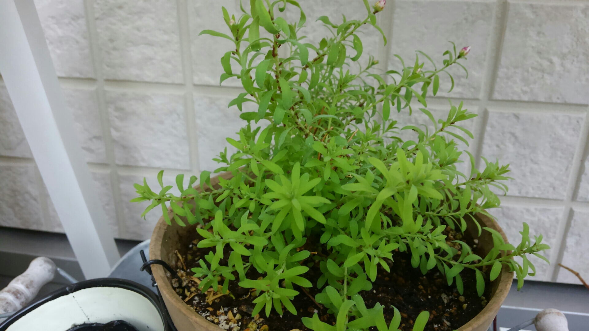 冬越しチャレンジの花たちのピンチ 小さな庭の開拓者 冬越しチャレンジの花たちのピンチ 小さな庭の開拓者