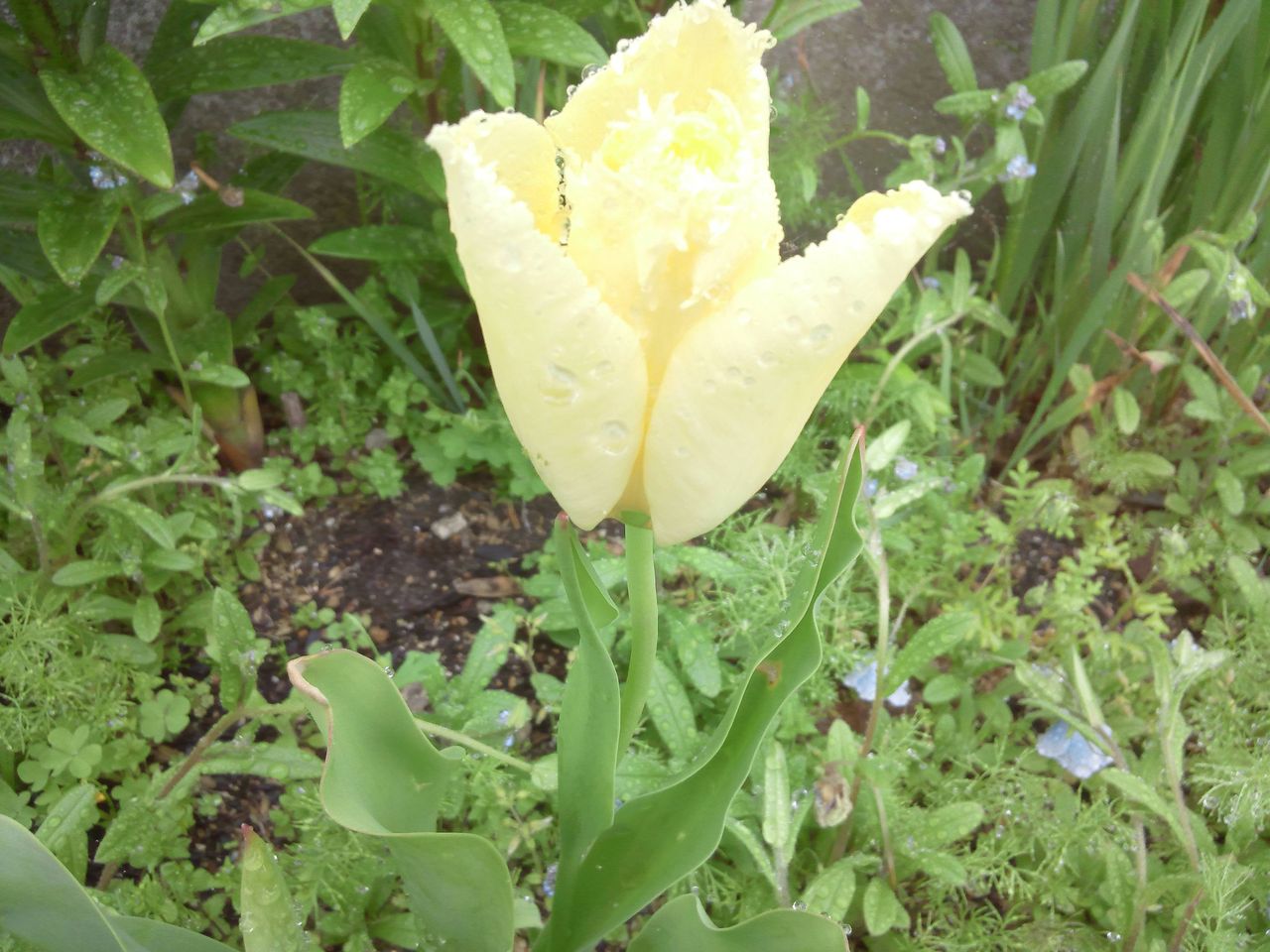 雨降りでイマイチなお花たち 実家の庭 小さな庭の開拓者