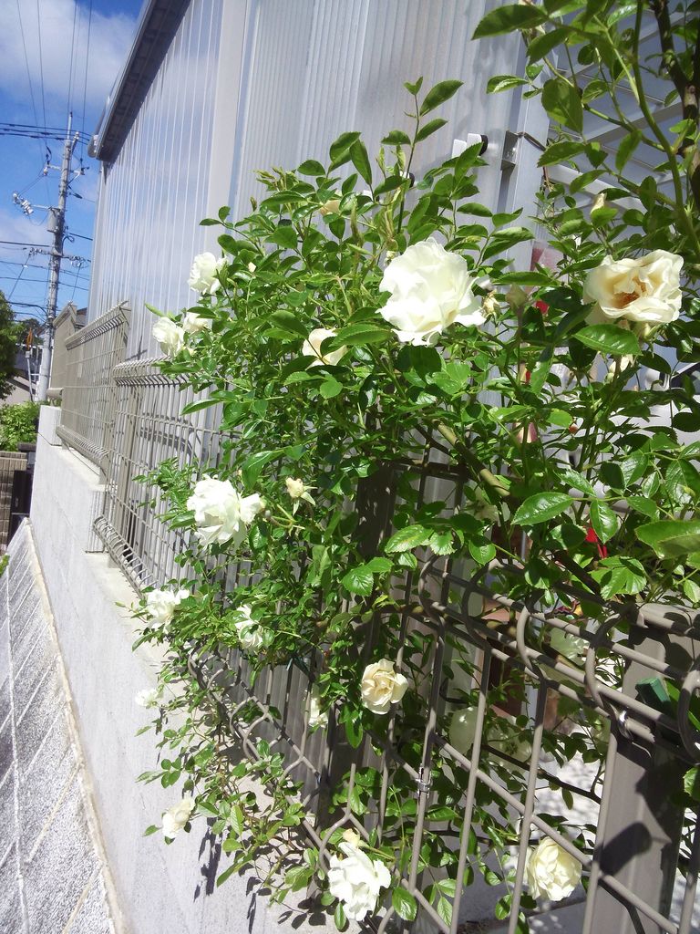 サマースノーの咲くフェンス 小さな庭の開拓者