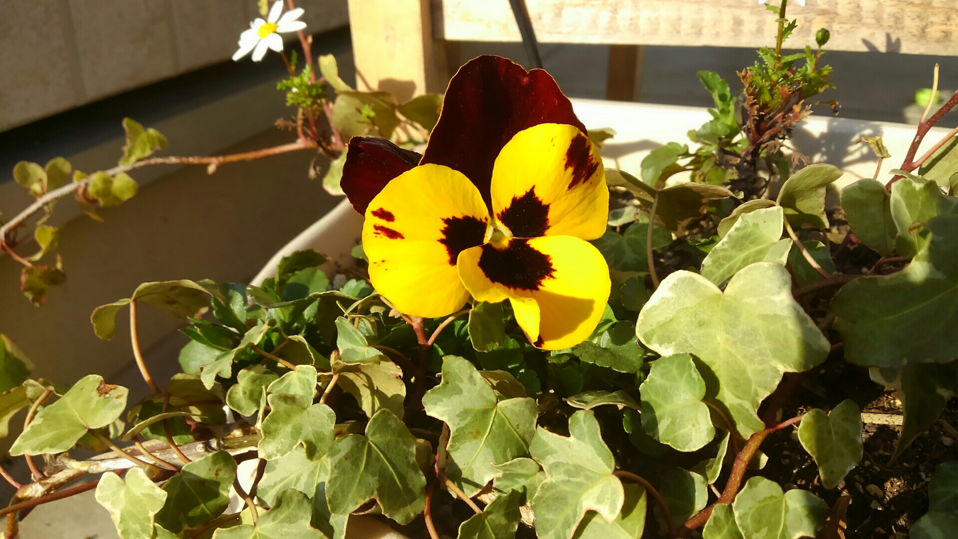 パンジーの夏越しに向けて 小さな庭の開拓者