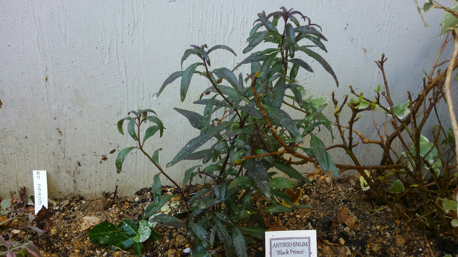 キンギョソウ ブラックプリンスがメインの玄関前の花壇 小さな庭の開拓者