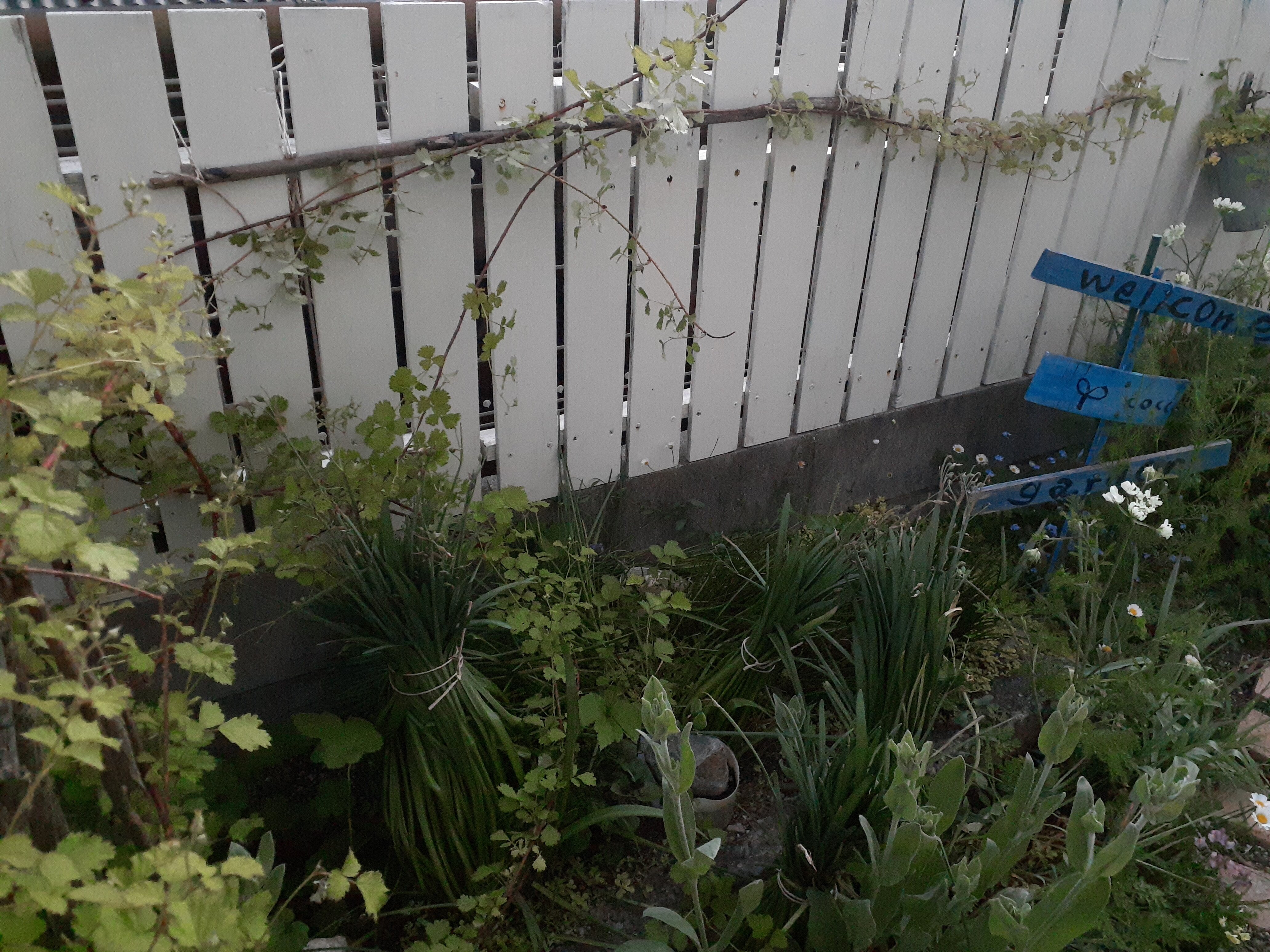 ラズベリーを板壁に誘引したこと 小さな庭の開拓者