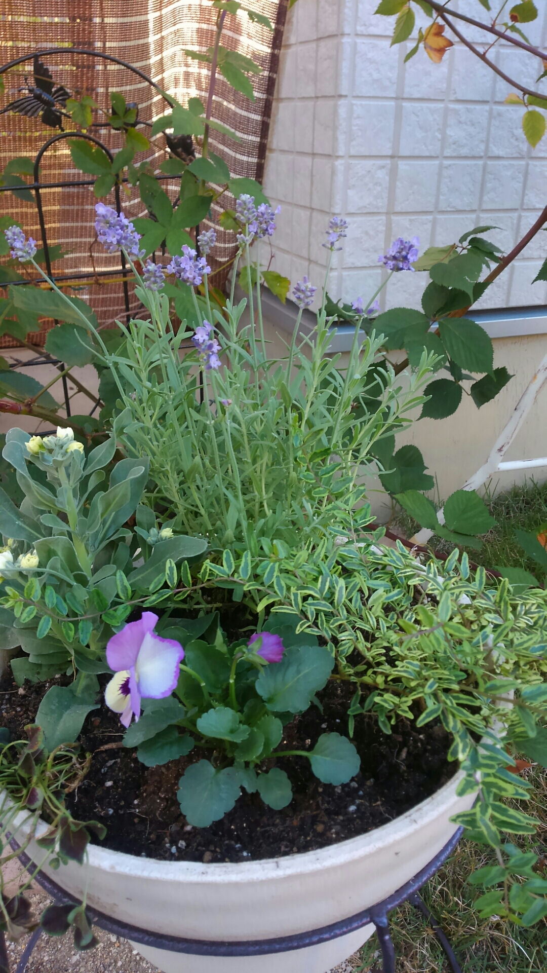 寄せ植えを作った 小さな庭の開拓者