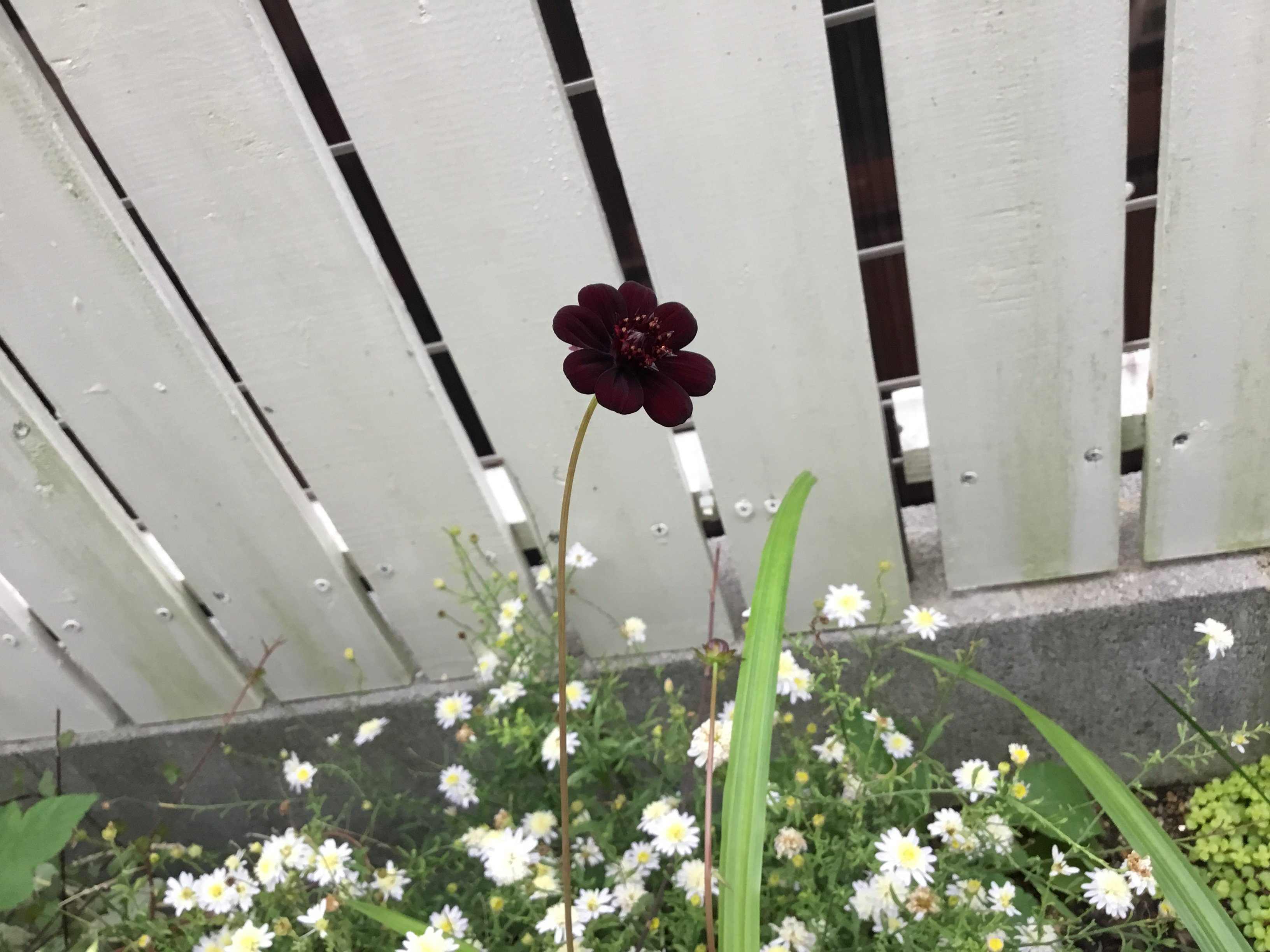 ワイヤープランツの花って咲くんだ 小さな庭の開拓者 ワイヤープランツの花って咲くんだ 小さな庭の開拓者