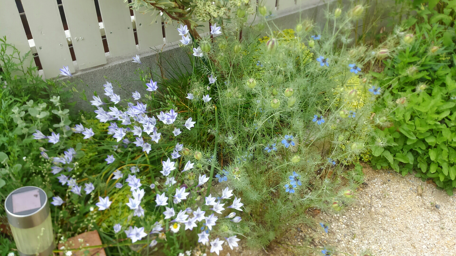 クッションモスにチャレンジ 小さな庭の開拓者 クッションモスにチャレンジ 小さな庭の開拓者