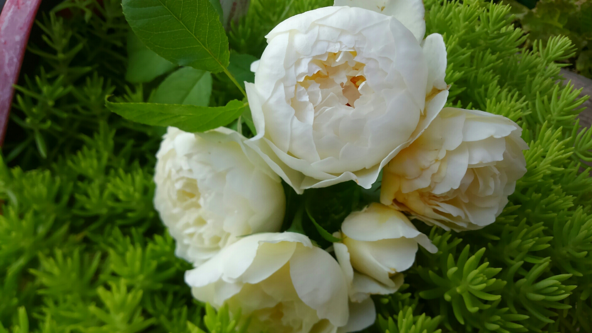 クレアオースチン最終美 ユーフォルビアシルバースワンのその後 小さな庭の開拓者