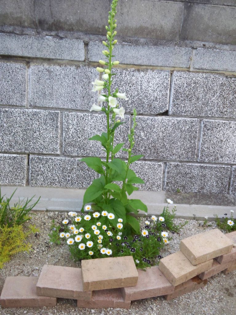 ジキタリス ニーハイ金魚草 エゴの木 今年始めて咲いた花 小さな庭の開拓者