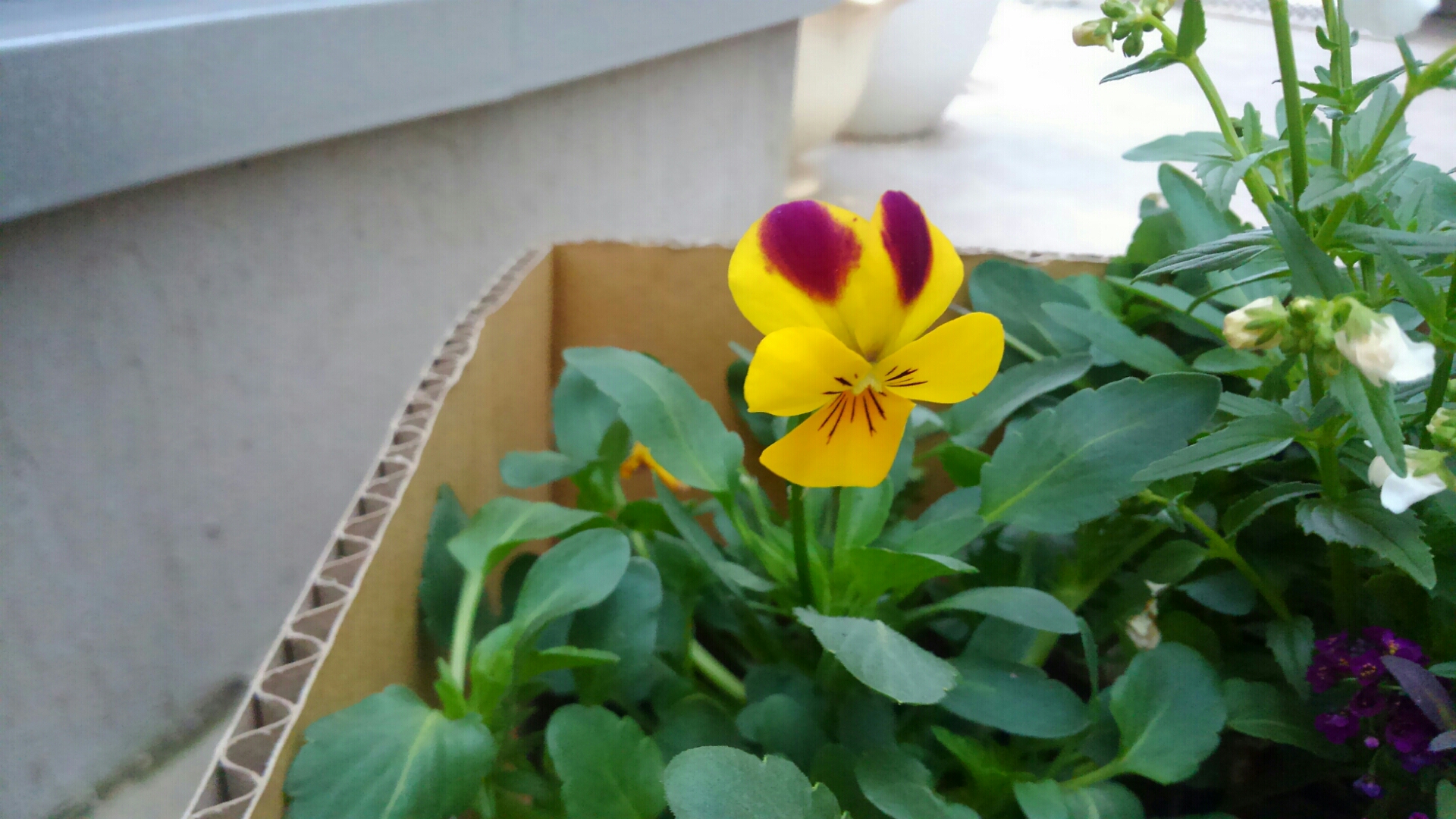 パンジーたちで寄せ植えを作る 小さな庭の開拓者 パンジーたちで寄せ植えを作る 小さな庭の開拓者