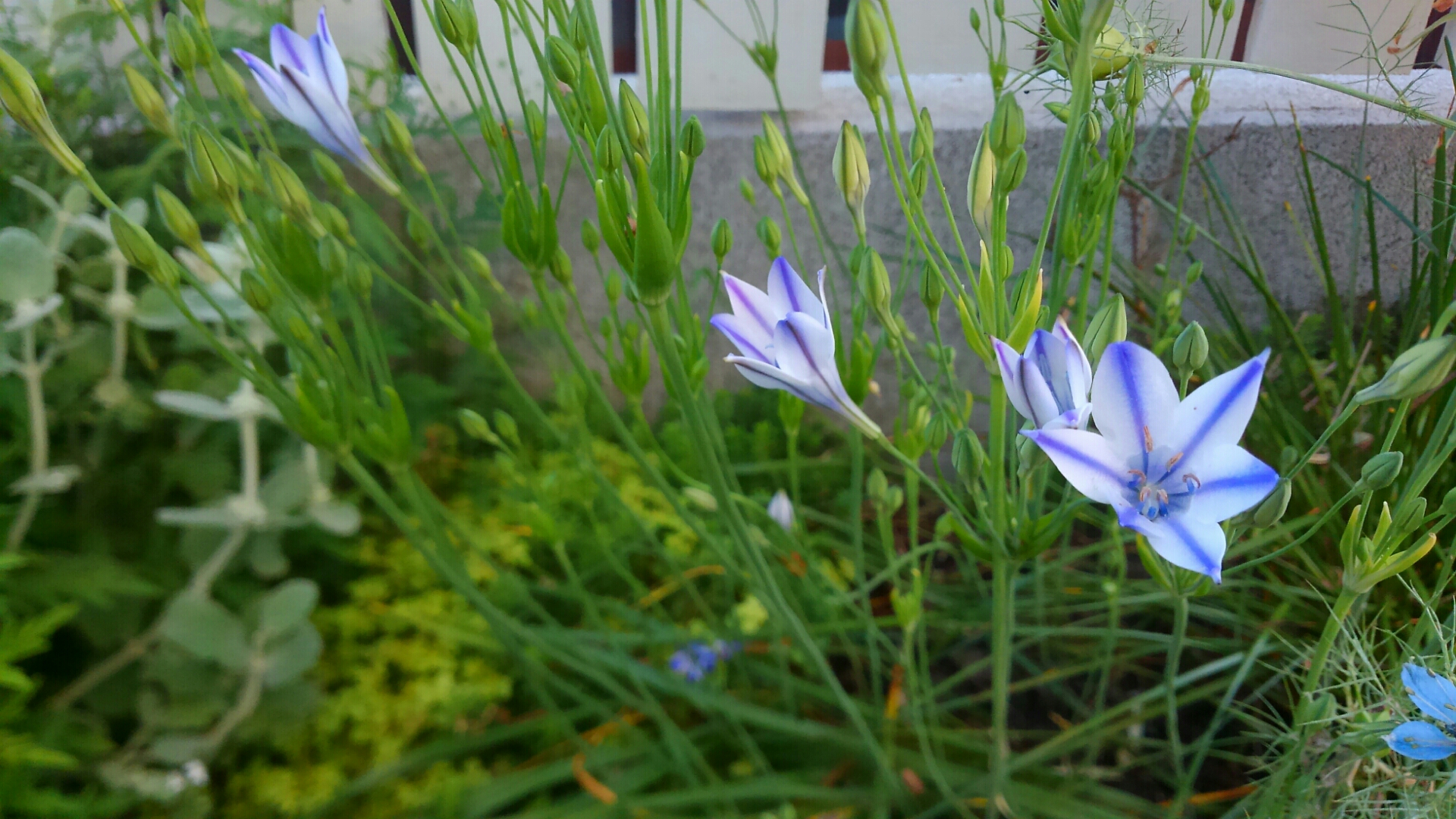 ブローディアフォクシーが咲いた 小さな庭の開拓者